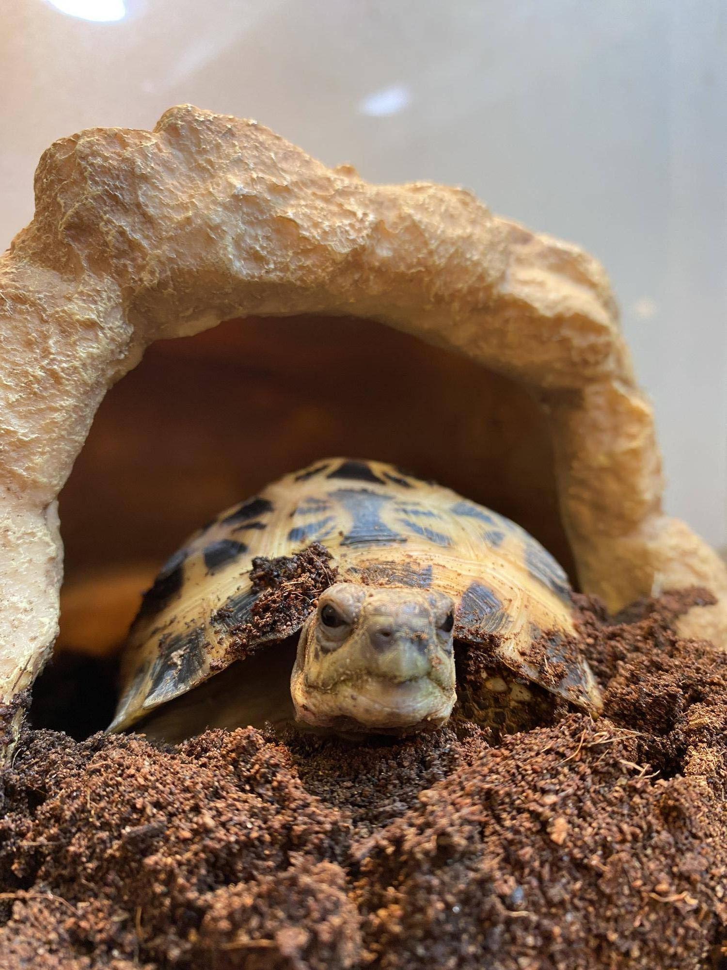ぼーっとしているキバラクモノスガメ.jpg