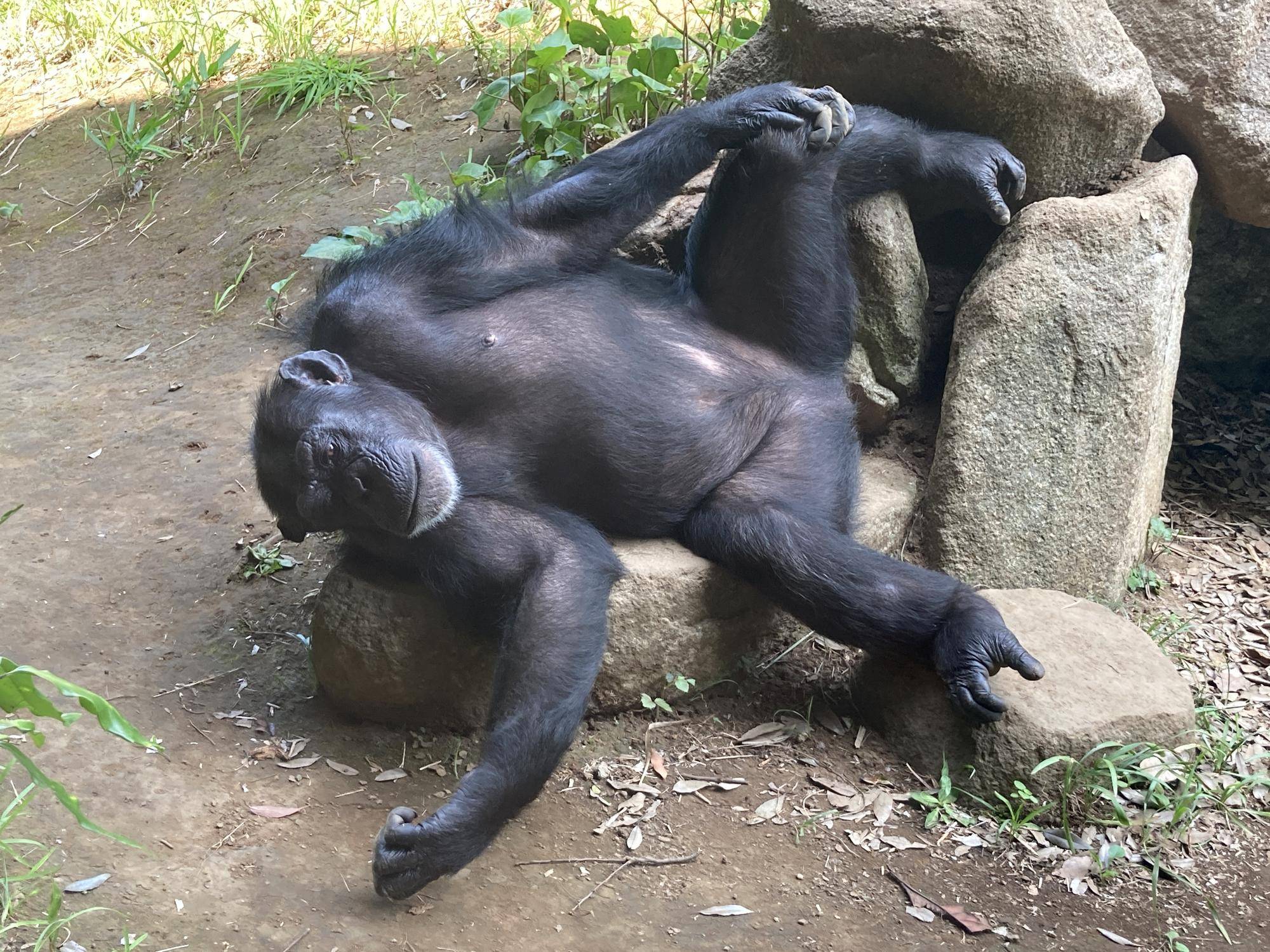 ゴロゴロしているチンパンジーのヨシズ(メス).jpg