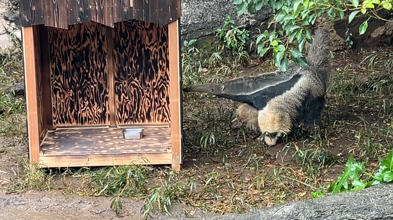 臭いを嗅ぐサエ