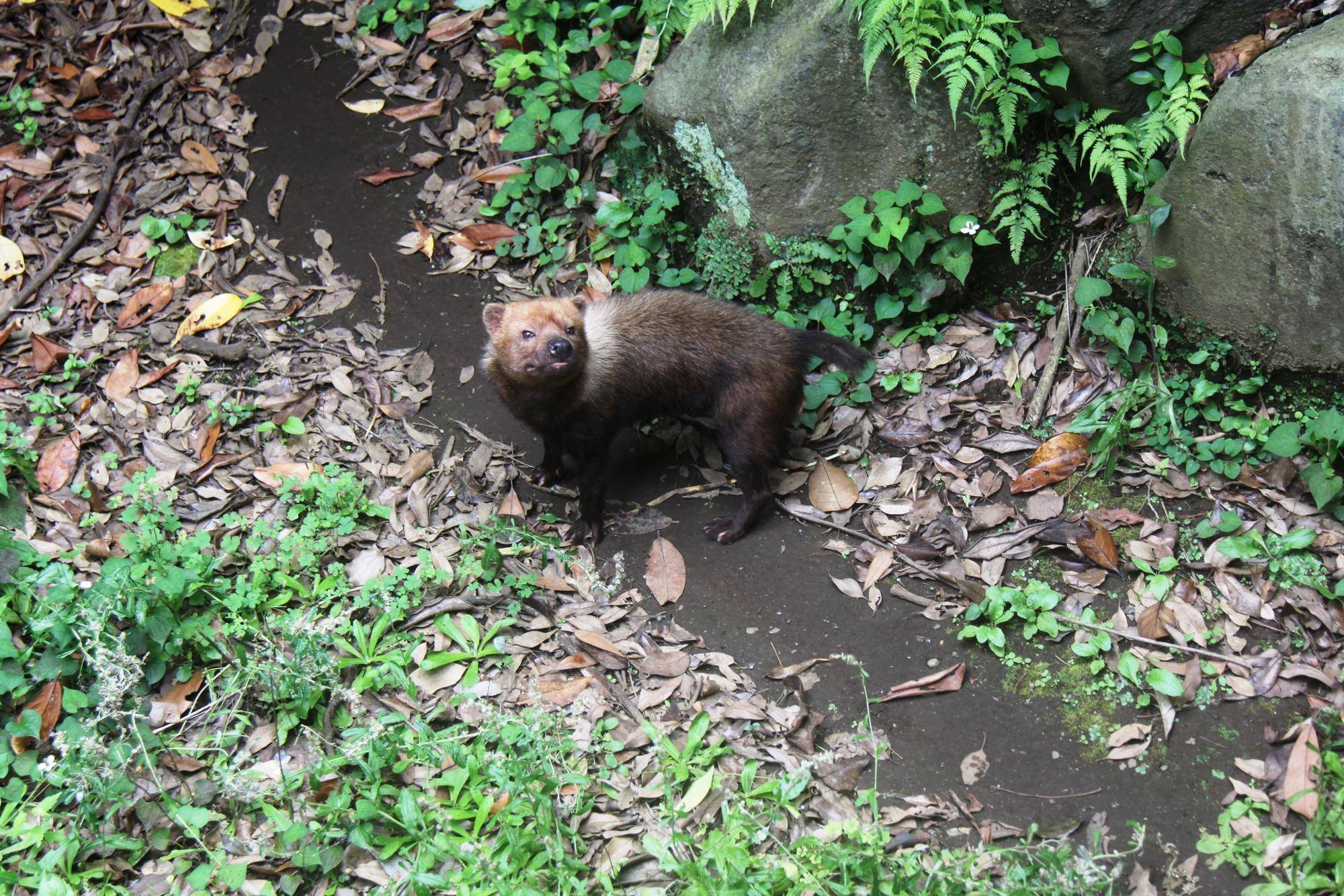 パパマル (4).jpg