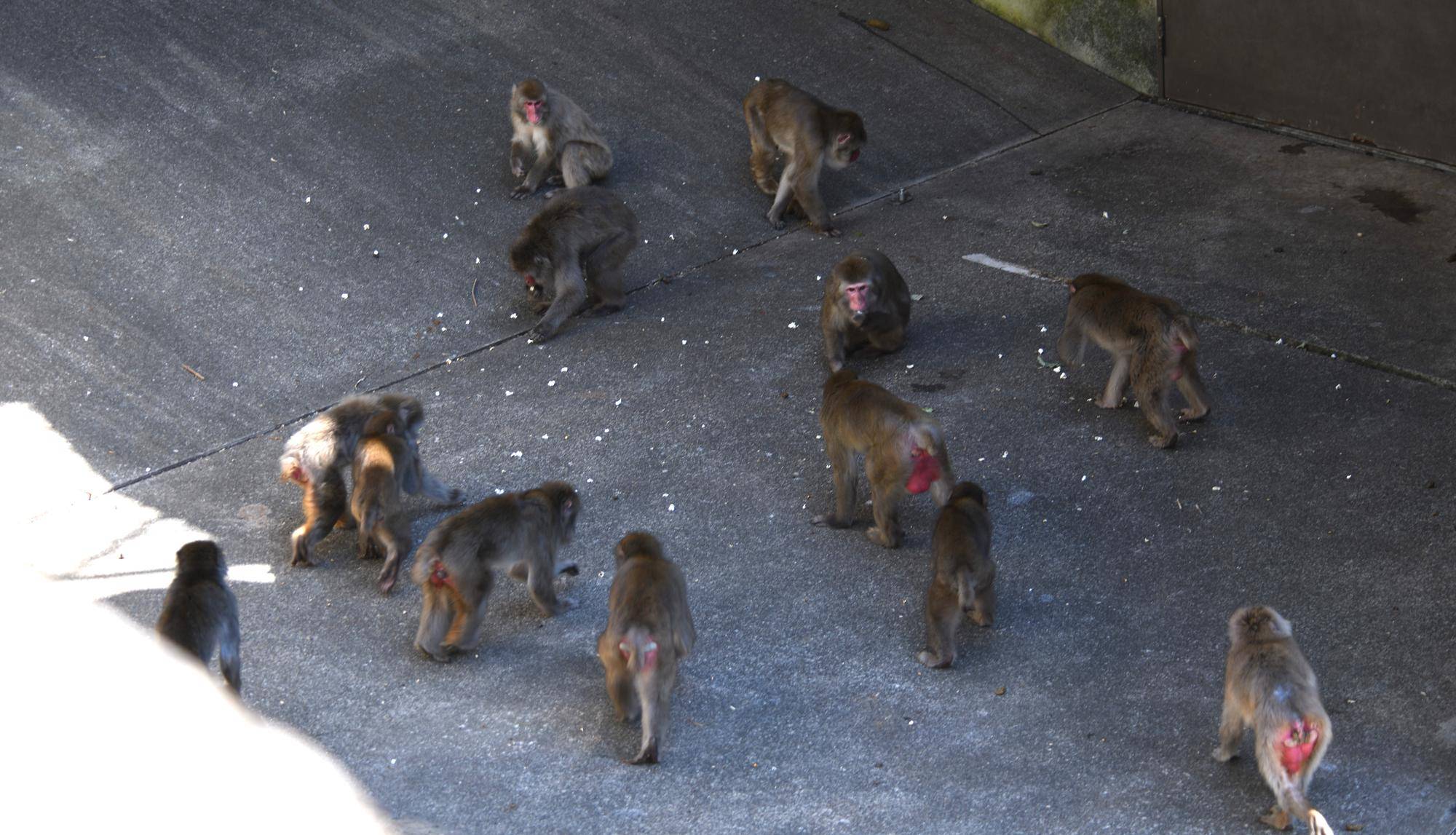 ニホンザル近況ブログ♪1-6ポップコーンを食べる.jpg