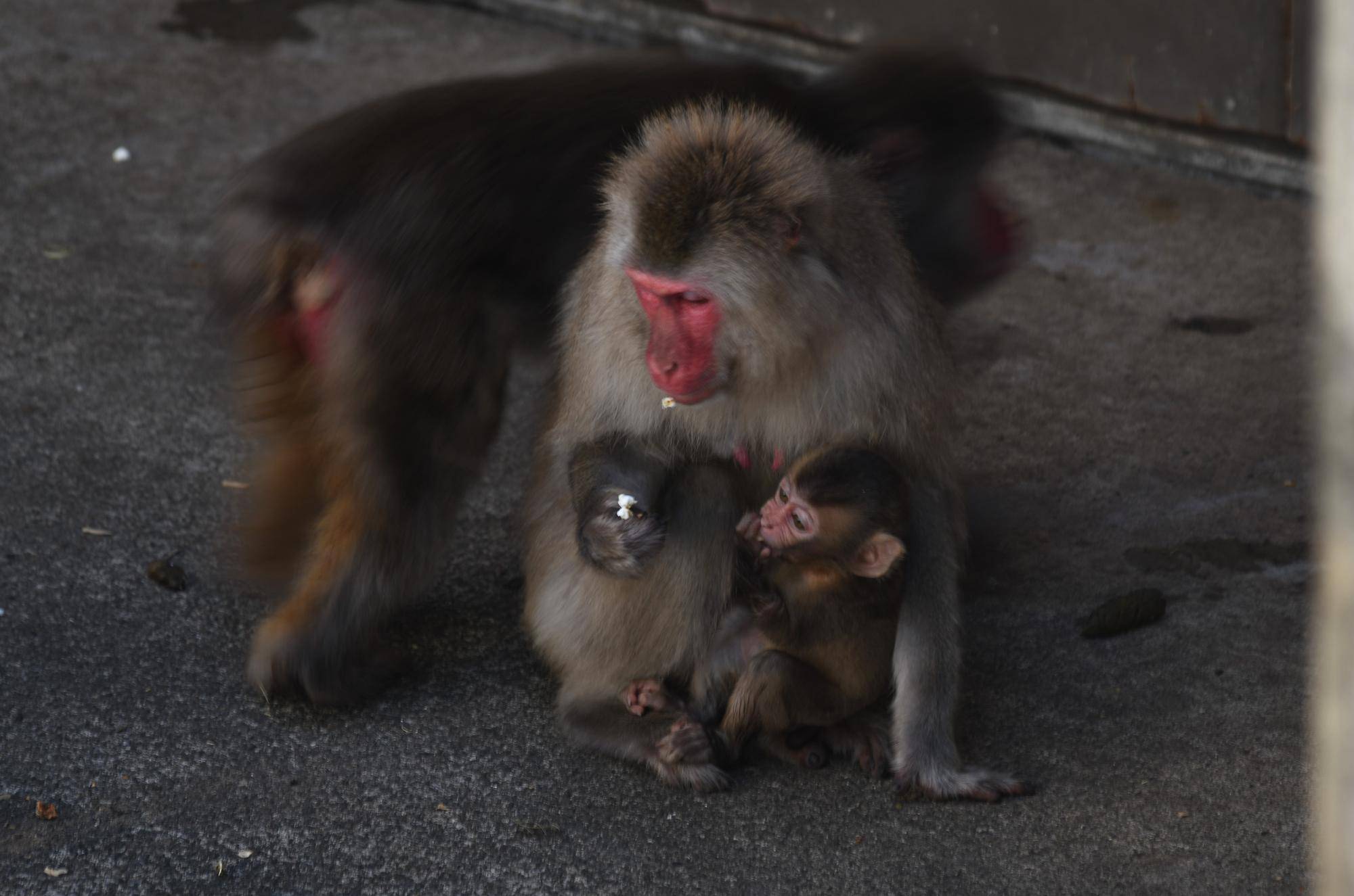 ニホンザル近況ブログ♪1-8リオネル親子ポップコーン食べる.jpg