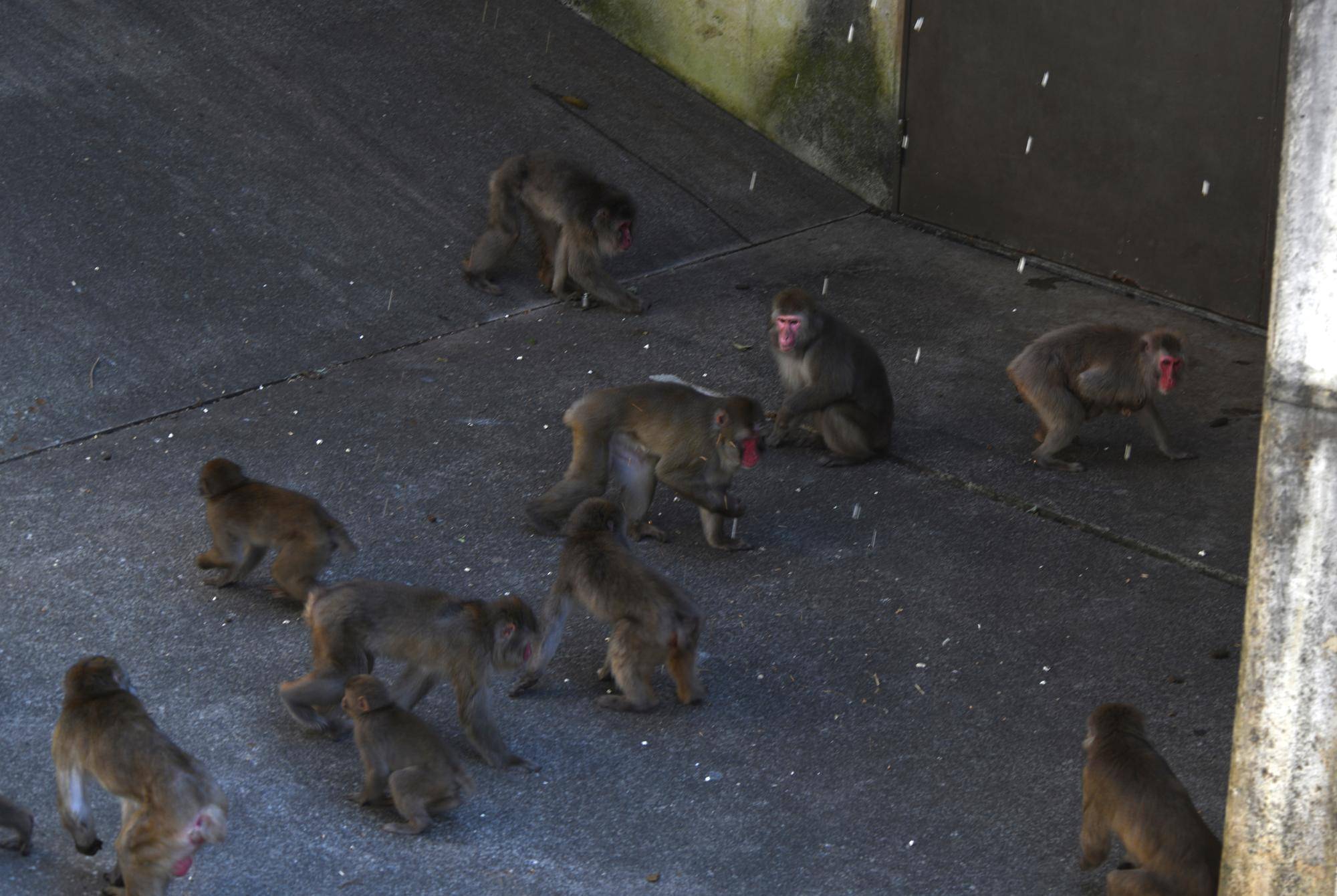 ニホンザル近況ブログ♪1-4雪のように舞い落ちる餌.jpg