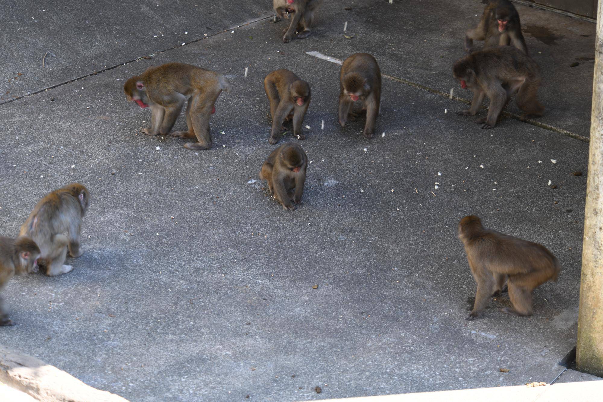 ニホンザル近況ブログ♪1-7ポップコーンを拾い集める.jpg