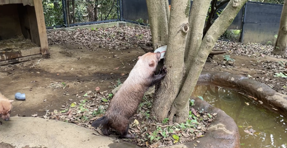 6パパマル 浮く.png