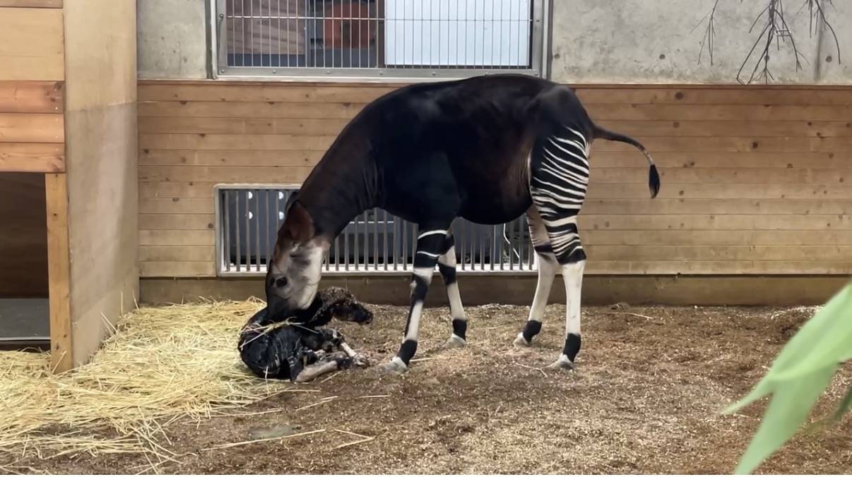 8.頭を上げた子を舐めるララ.jpg