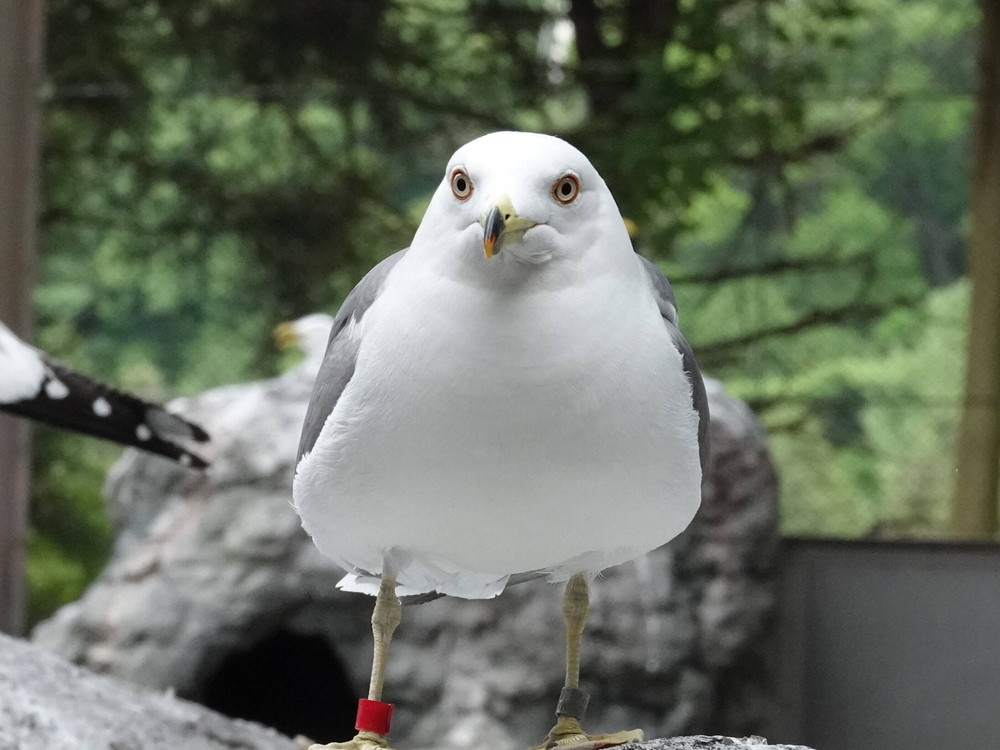 ようこそ 飼育日誌 よこはま動物園ズーラシア公式サイト 公益財団法人 横浜市緑の協会