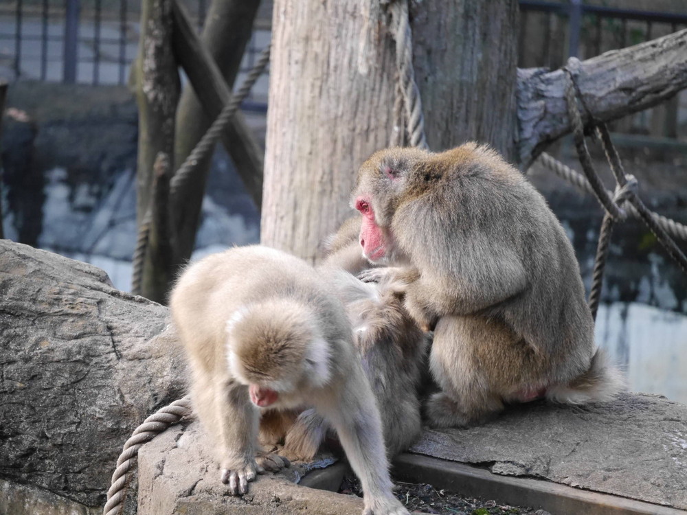 恋の季節 オスの場合 飼育日誌 よこはま動物園ズーラシア公式サイト 公益財団法人 横浜市緑の協会