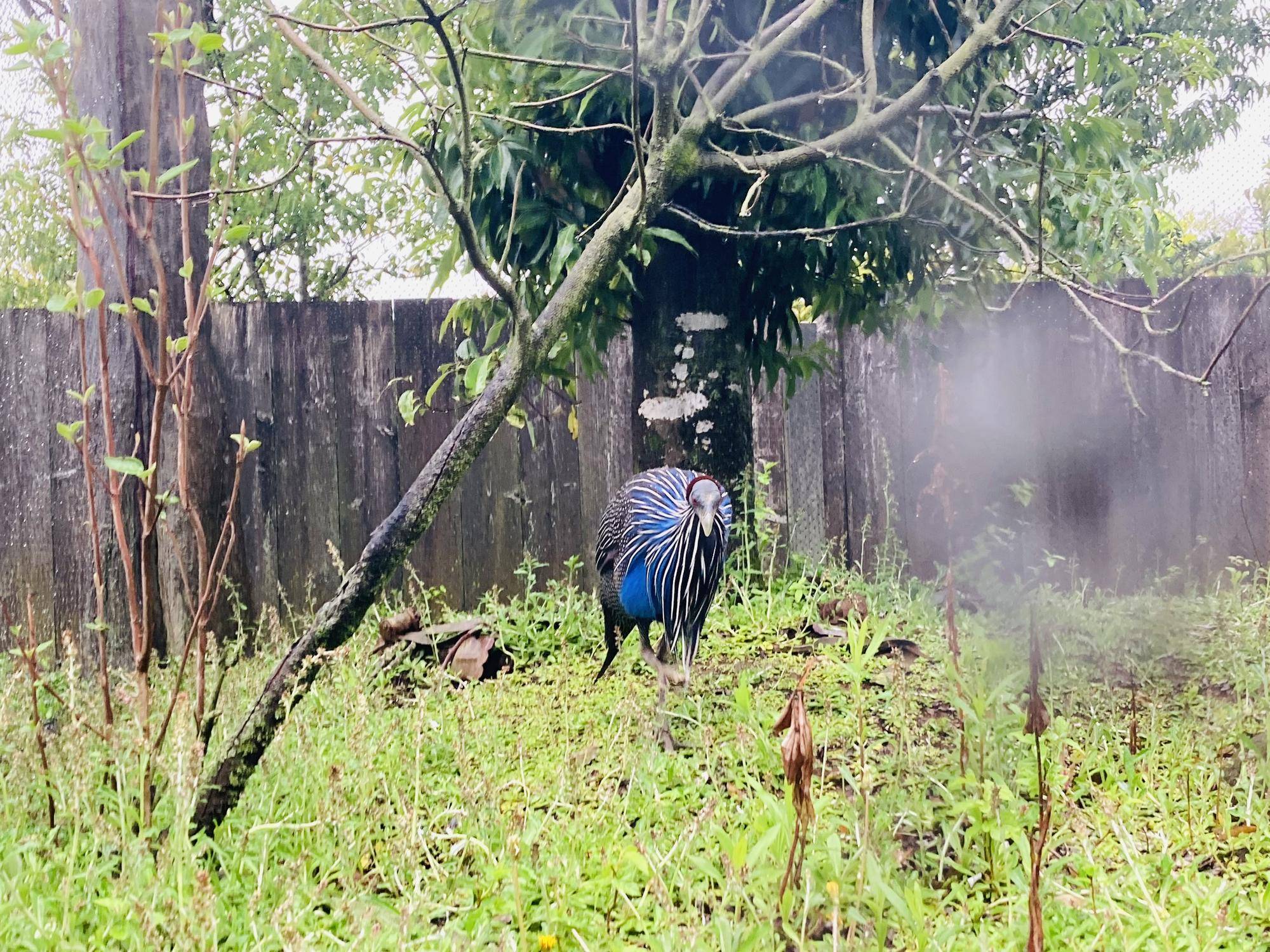 フサホロホロチョウ 2.jpg