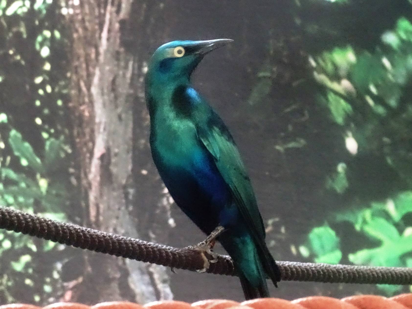 セイキムクドリ 3.jpg