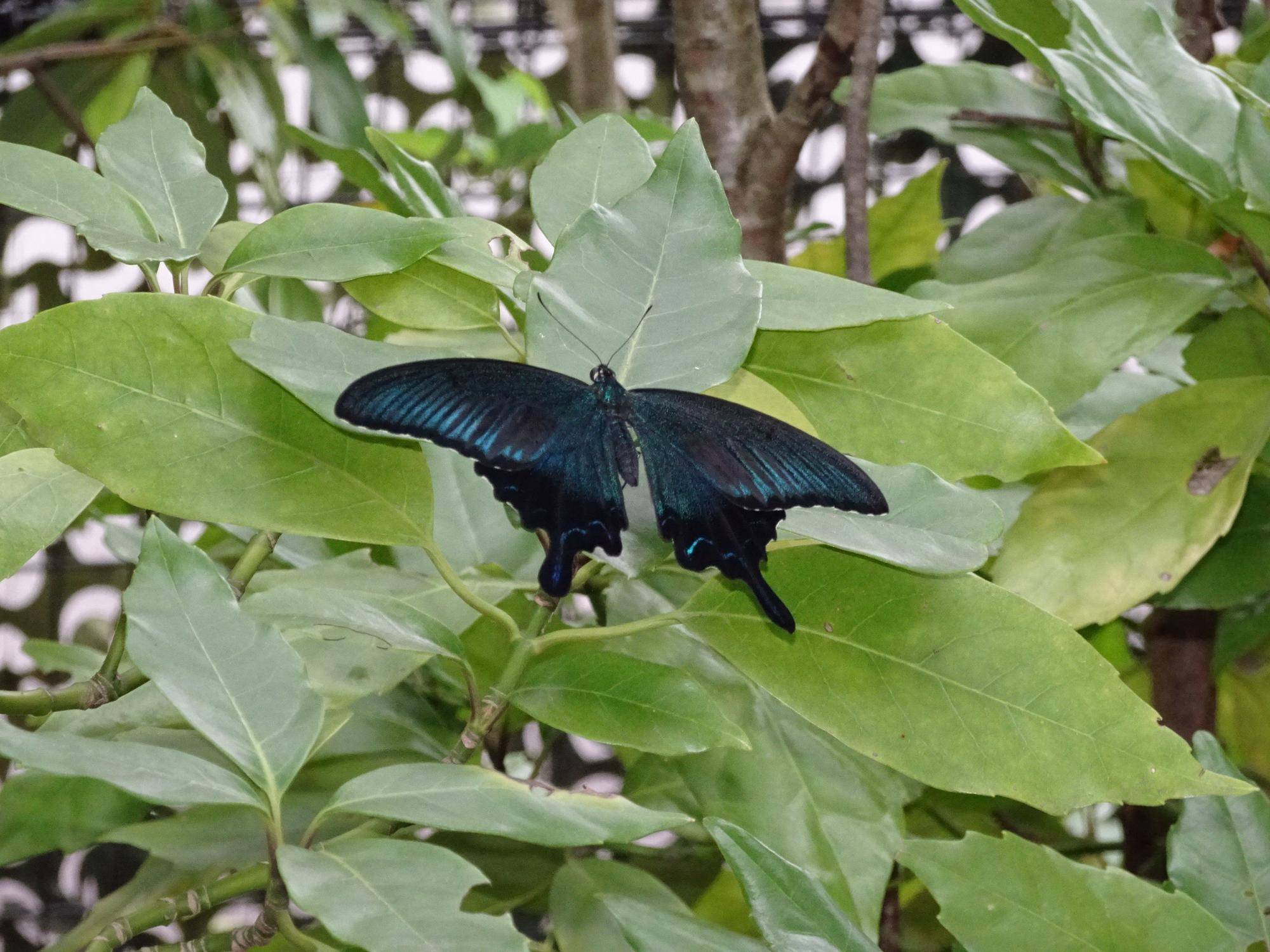 カラスアゲハ.jpg