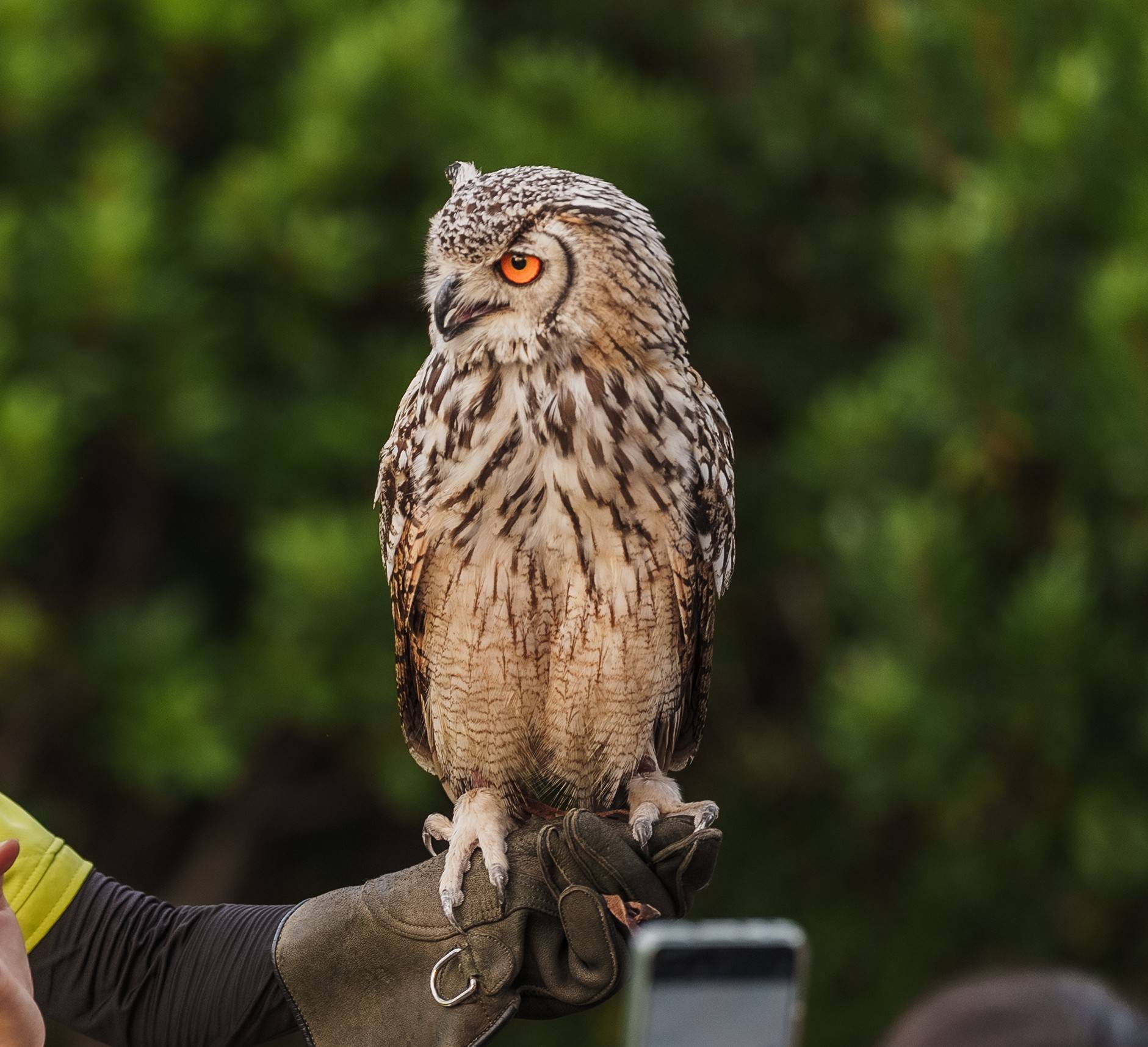 ベンガルワシミミズクのナツメ