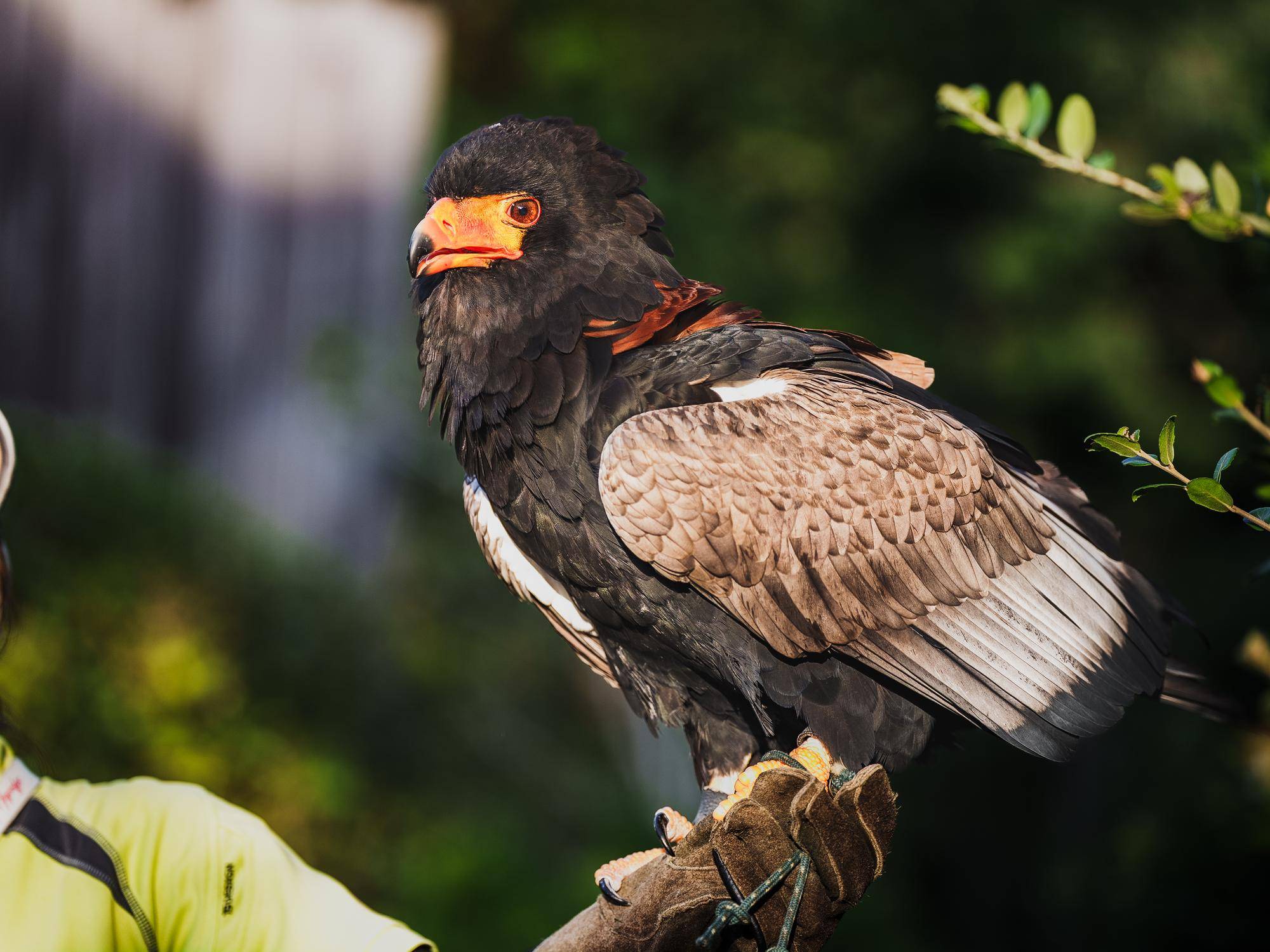 ダルマワシのゲティ