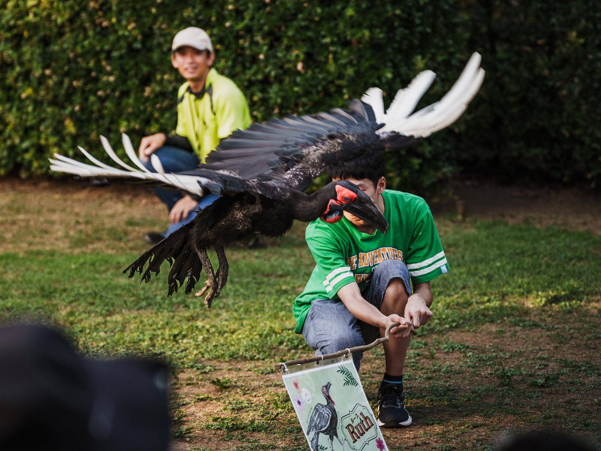 ミナミジサイチョウのルース