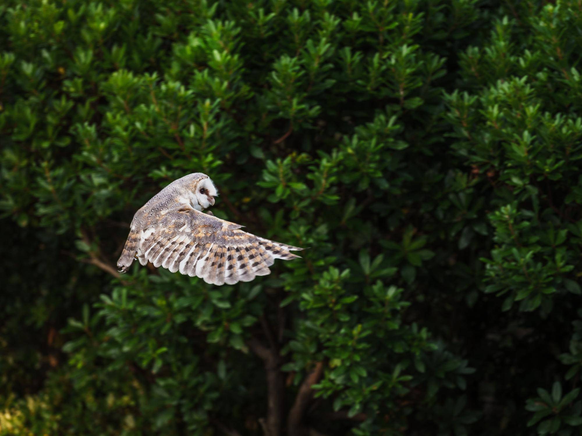 メンフクロウの大吉