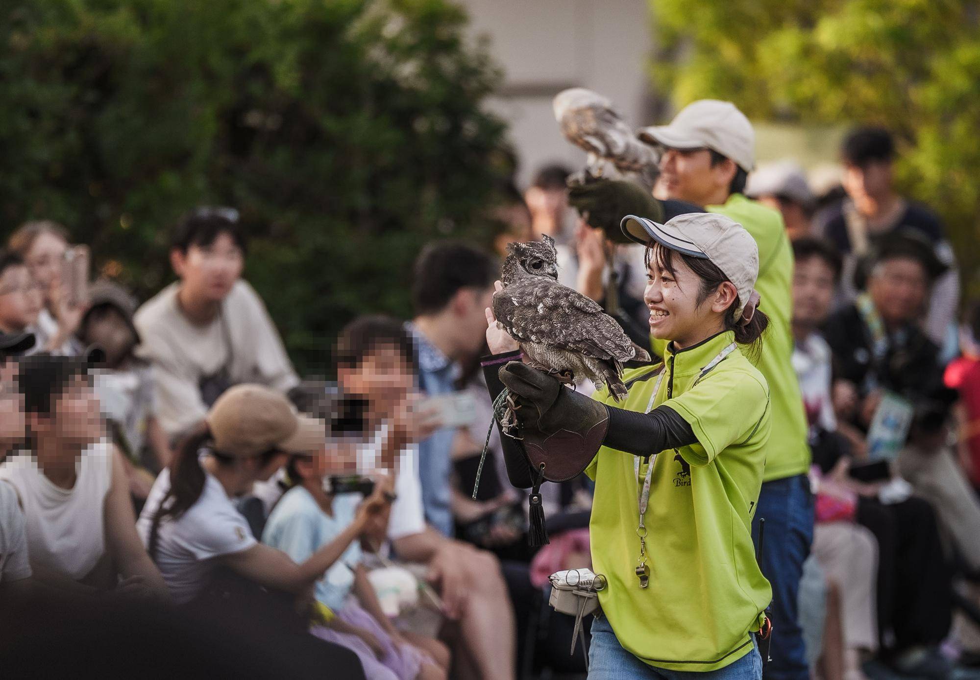 アビシニアンワシミミズクのアービー