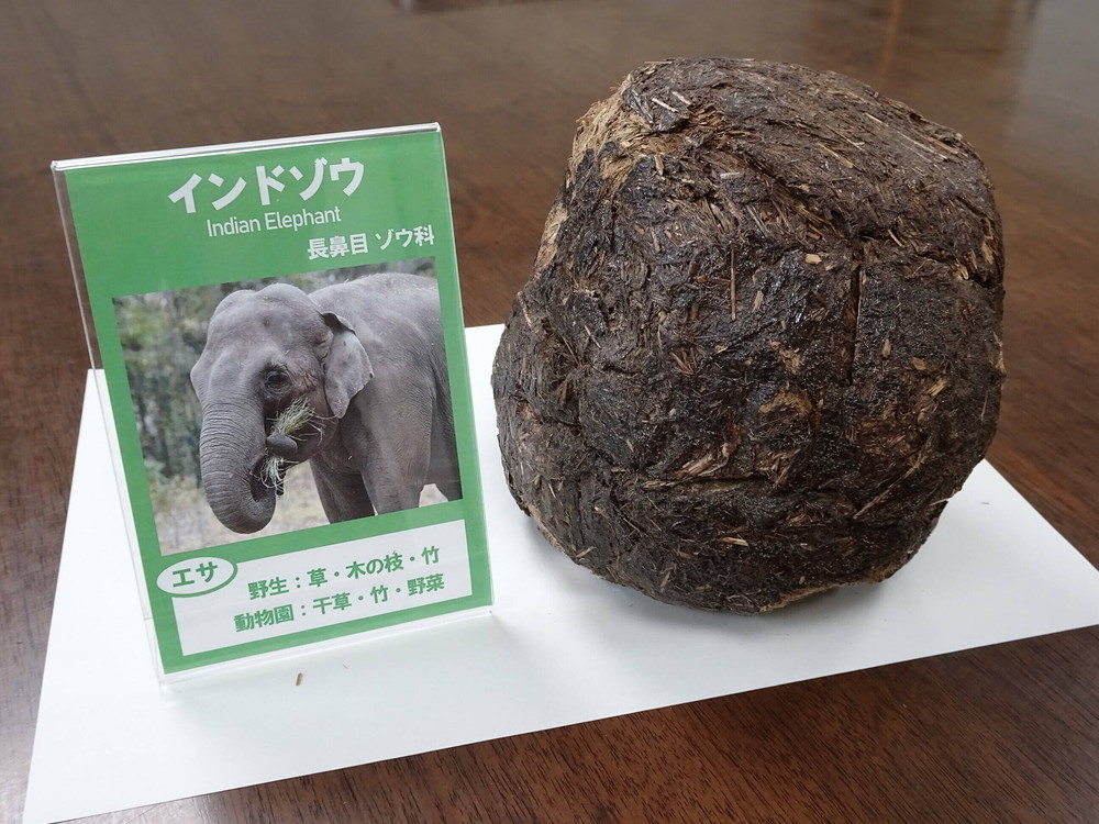 幻の 大うんち展 ブログdeズーラシア よこはま動物園ズーラシア公式サイト 公益財団法人 横浜市緑の協会