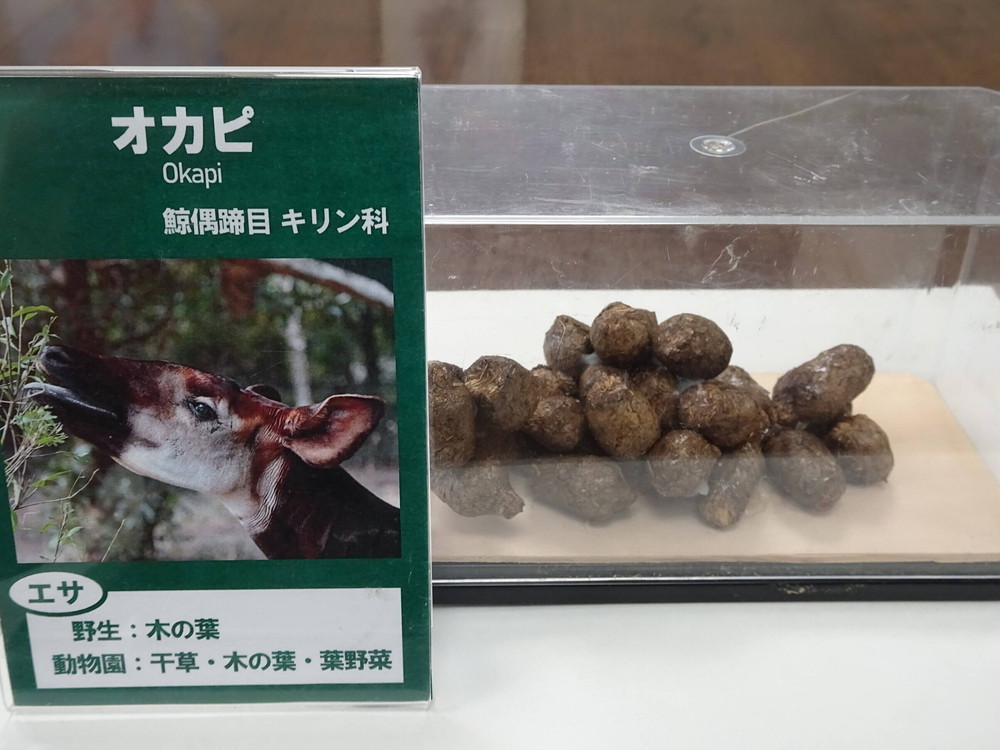 幻の 大うんち展 ブログdeズーラシア よこはま動物園ズーラシア公式サイト 公益財団法人 横浜市緑の協会