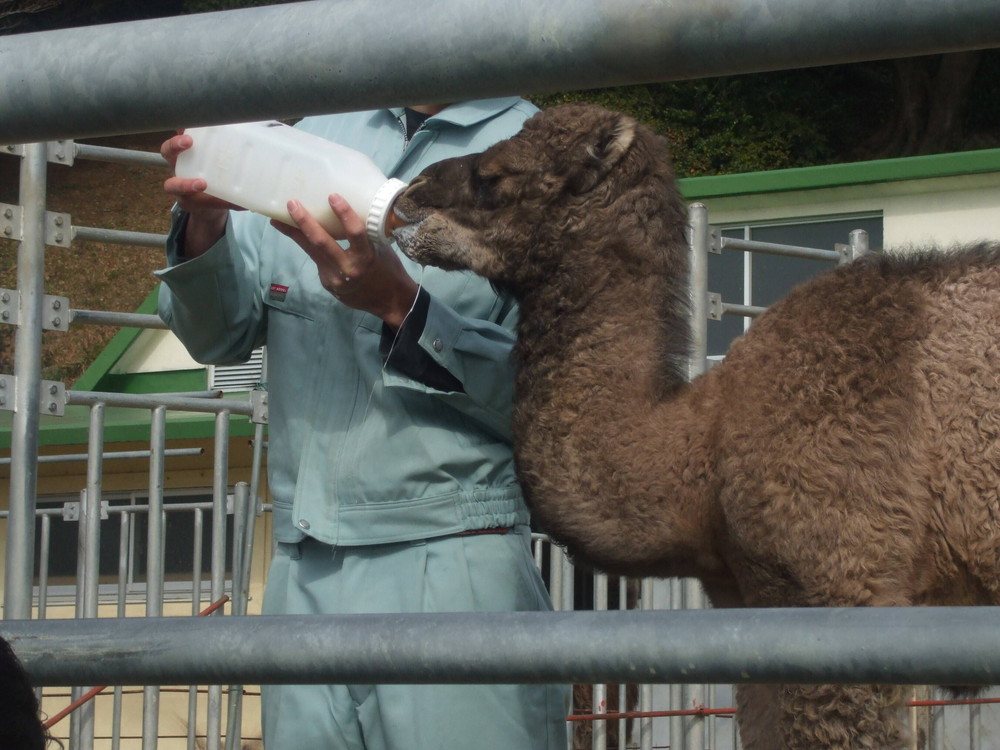 ピノの 1 3生 その 森きらら編 アフリカのサバンナ ズーラシア よこはま動物園ズーラシア公式サイト 公益財団法人 横浜市緑の協会