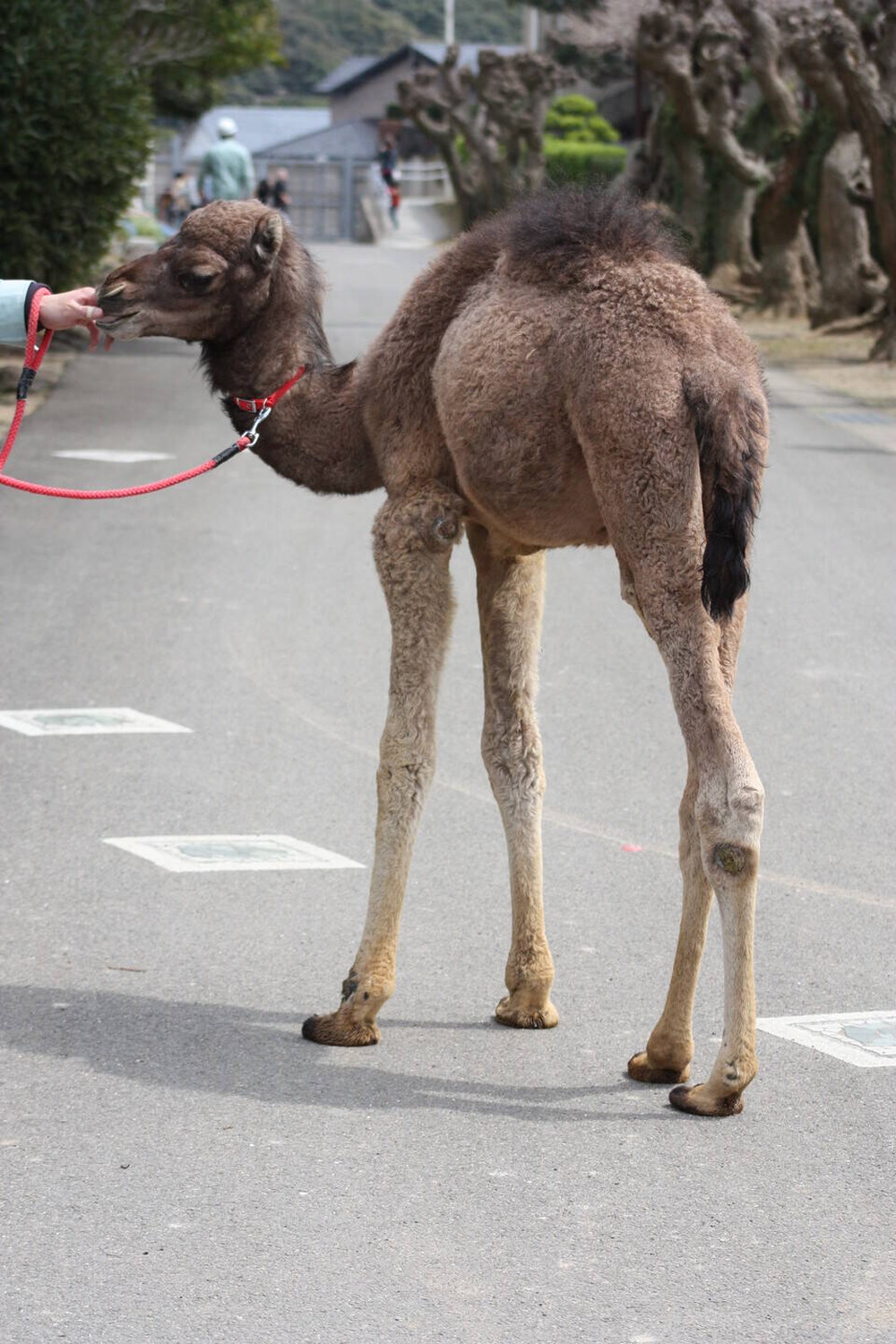 ピノの 1 3生 その 森きらら編 アフリカのサバンナ ズーラシア よこはま動物園ズーラシア公式サイト 公益財団法人 横浜市緑の協会