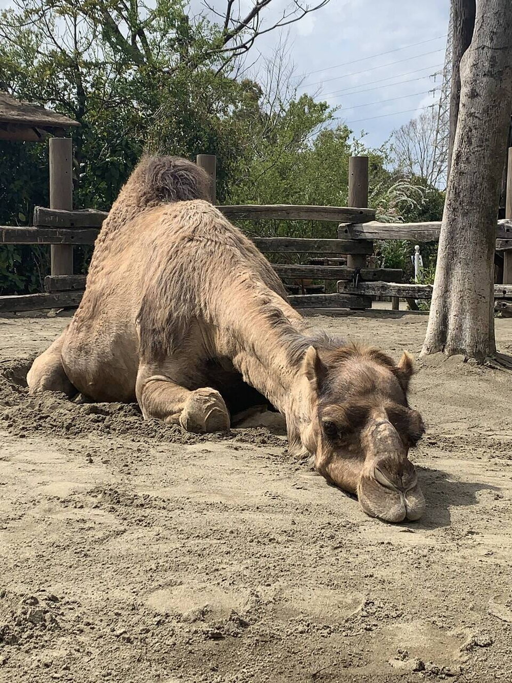 今はラクダのように アフリカのサバンナ ズーラシア よこはま動物園ズーラシア公式サイト 公益財団法人 横浜市緑の協会