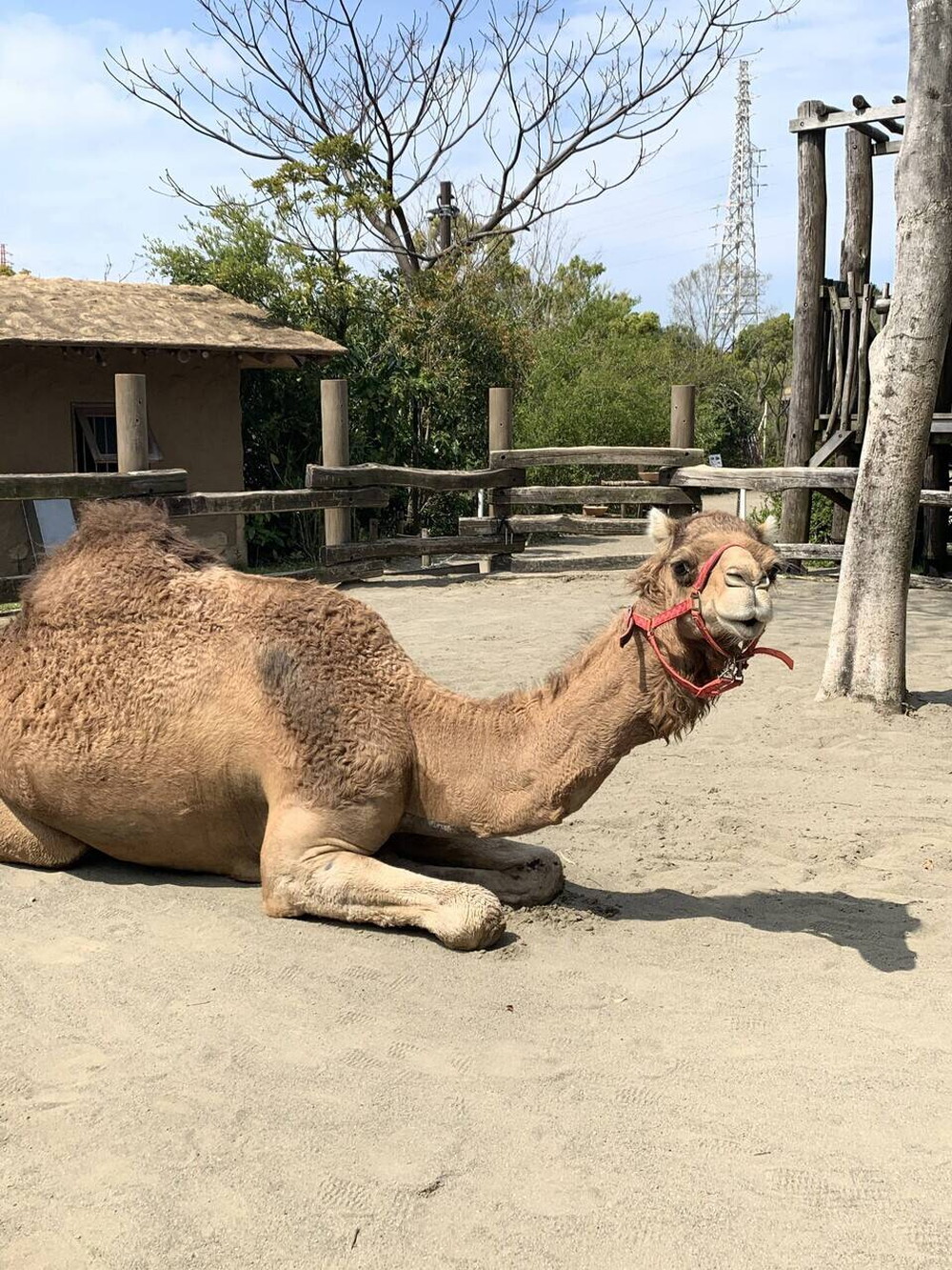 今はラクダのように アフリカのサバンナ ズーラシア よこはま動物園ズーラシア公式サイト 公益財団法人 横浜市緑の協会