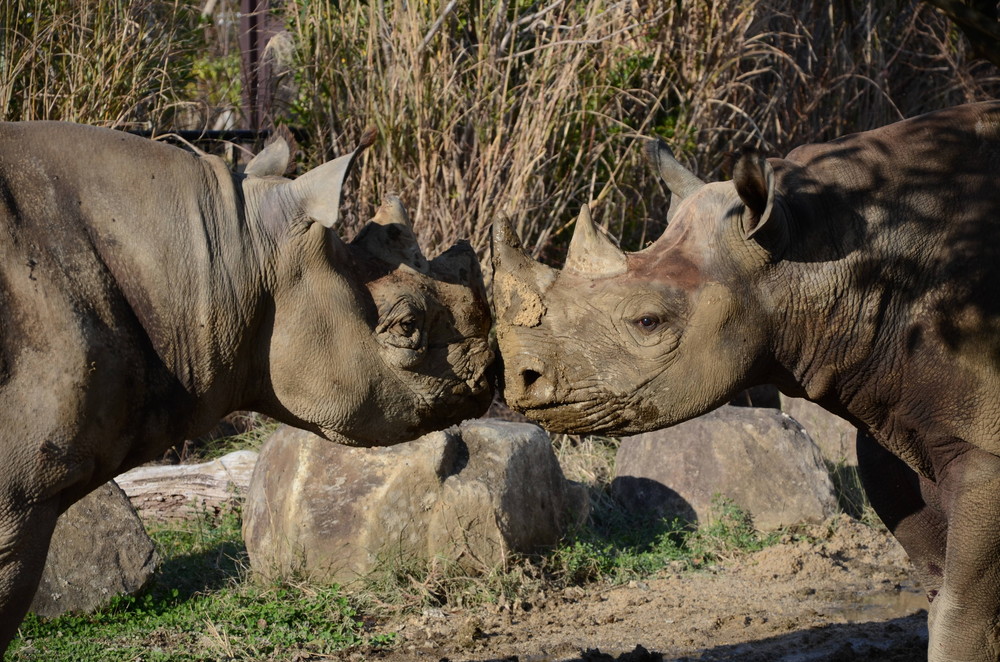 クロサイ同居しました とりあえず第一回 アフリカのサバンナ ズーラシア よこはま動物園ズーラシア公式サイト 公益財団法人 横浜市緑の協会