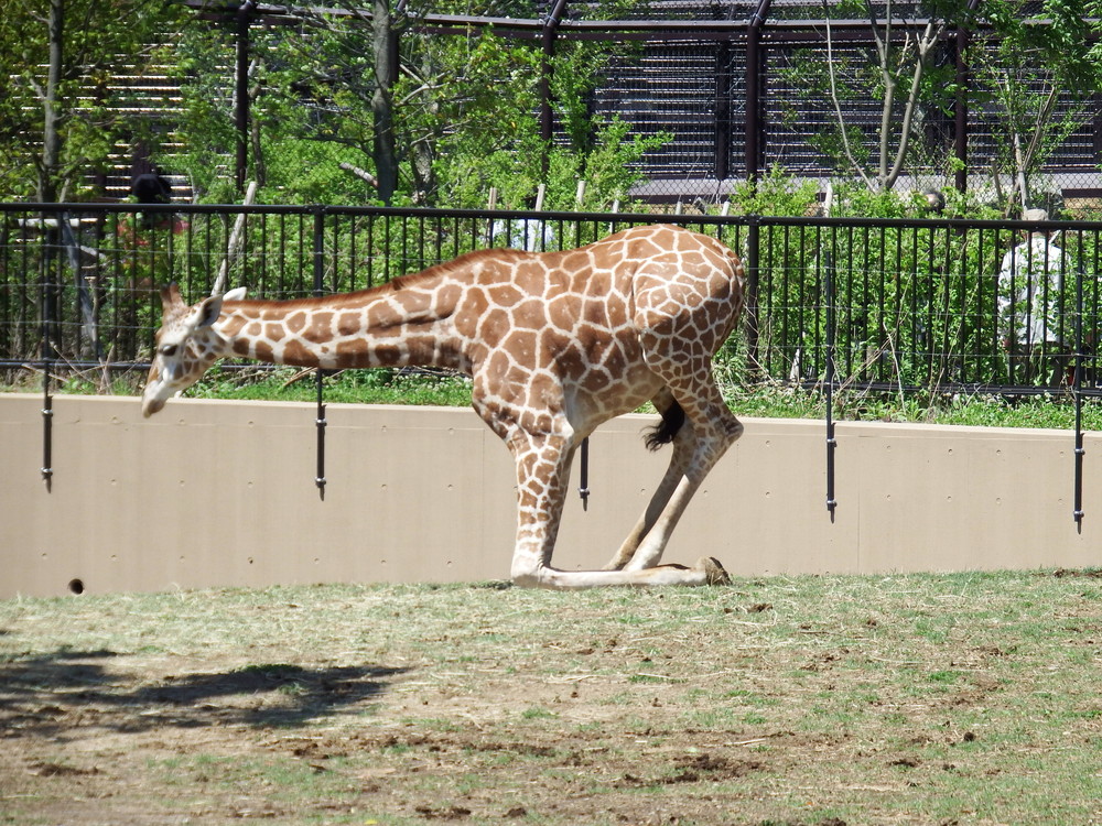 よっこいしょ アフリカのサバンナ ズーラシア よこはま動物園ズーラシア公式サイト 公益財団法人 横浜市緑の協会