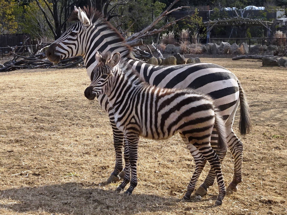 シマウマの赤ちゃん 一般公開 アフリカのサバンナ ズーラシア よこはま動物園ズーラシア公式サイト 公益財団法人 横浜市緑の協会