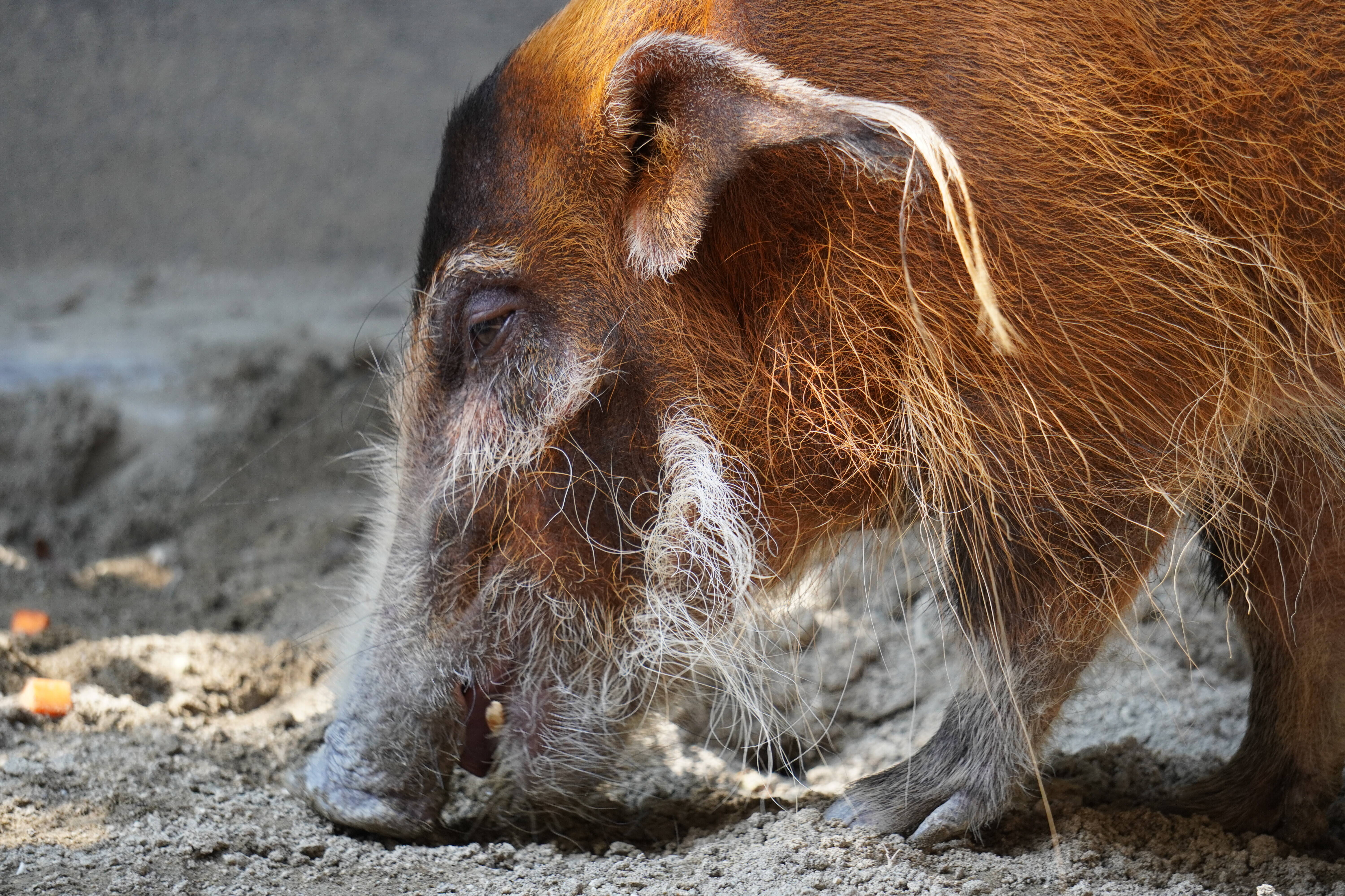 アカカワイノシシを推したい 飼育日誌 よこはま動物園ズーラシア公式サイト 公益財団法人 横浜市緑の協会