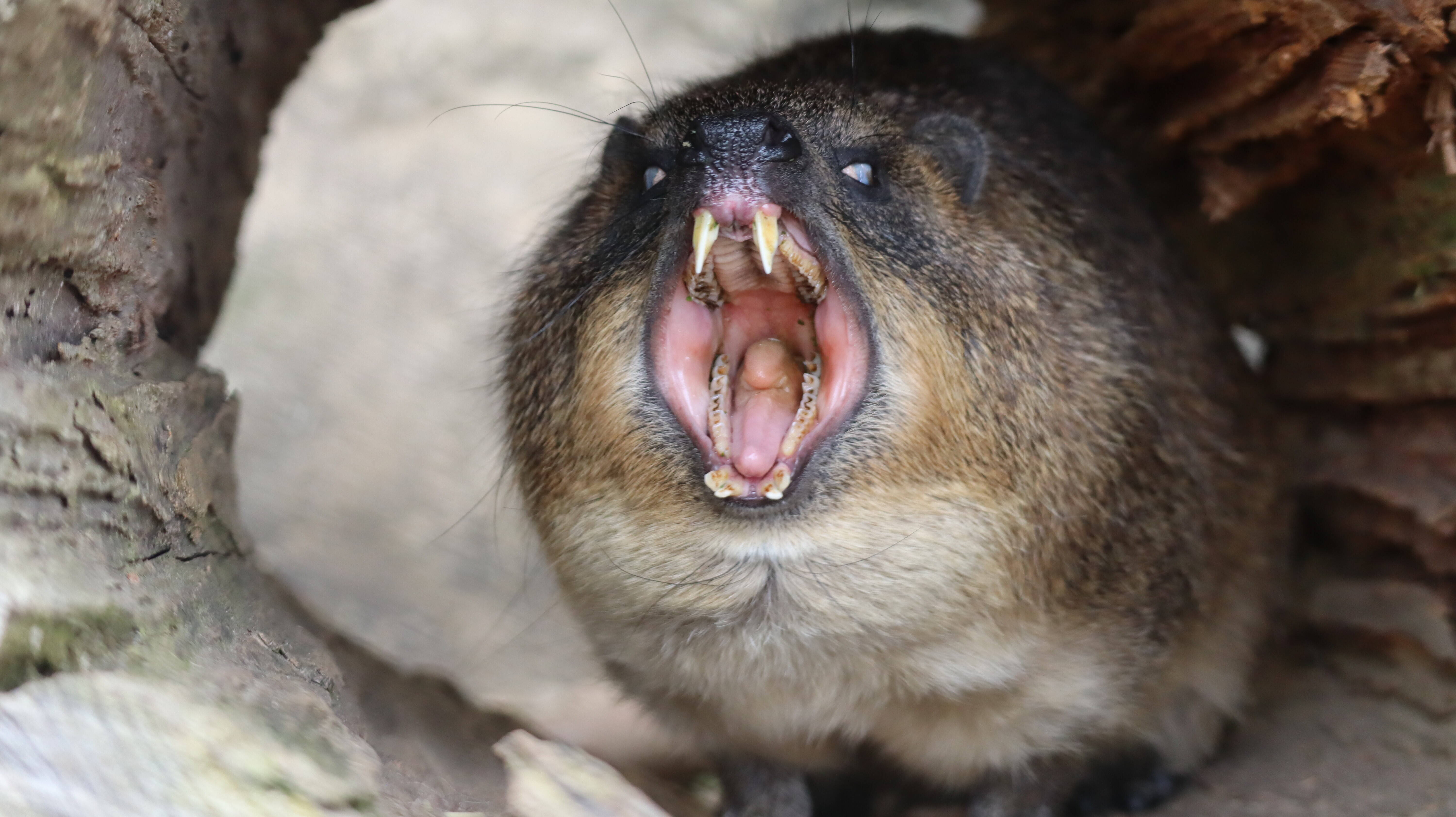 恐ろしい瞬間が撮れてしまいました アフリカのサバンナ ズーラシア よこはま動物園ズーラシア公式サイト 公益財団法人 横浜市緑の協会