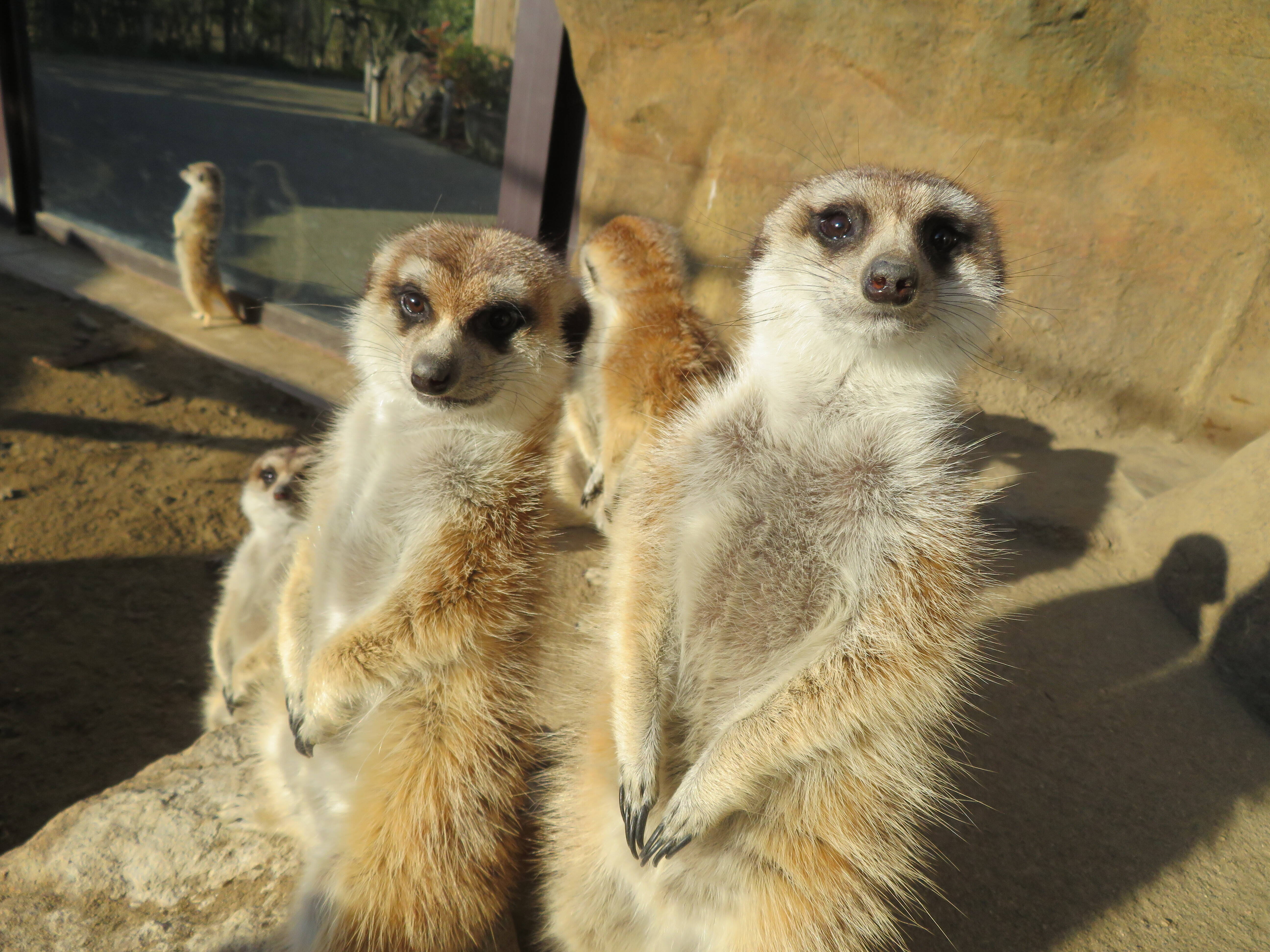 サバンナのギャング アフリカのサバンナ ズーラシア よこはま動物園ズーラシア公式サイト 公益財団法人 横浜市緑の協会