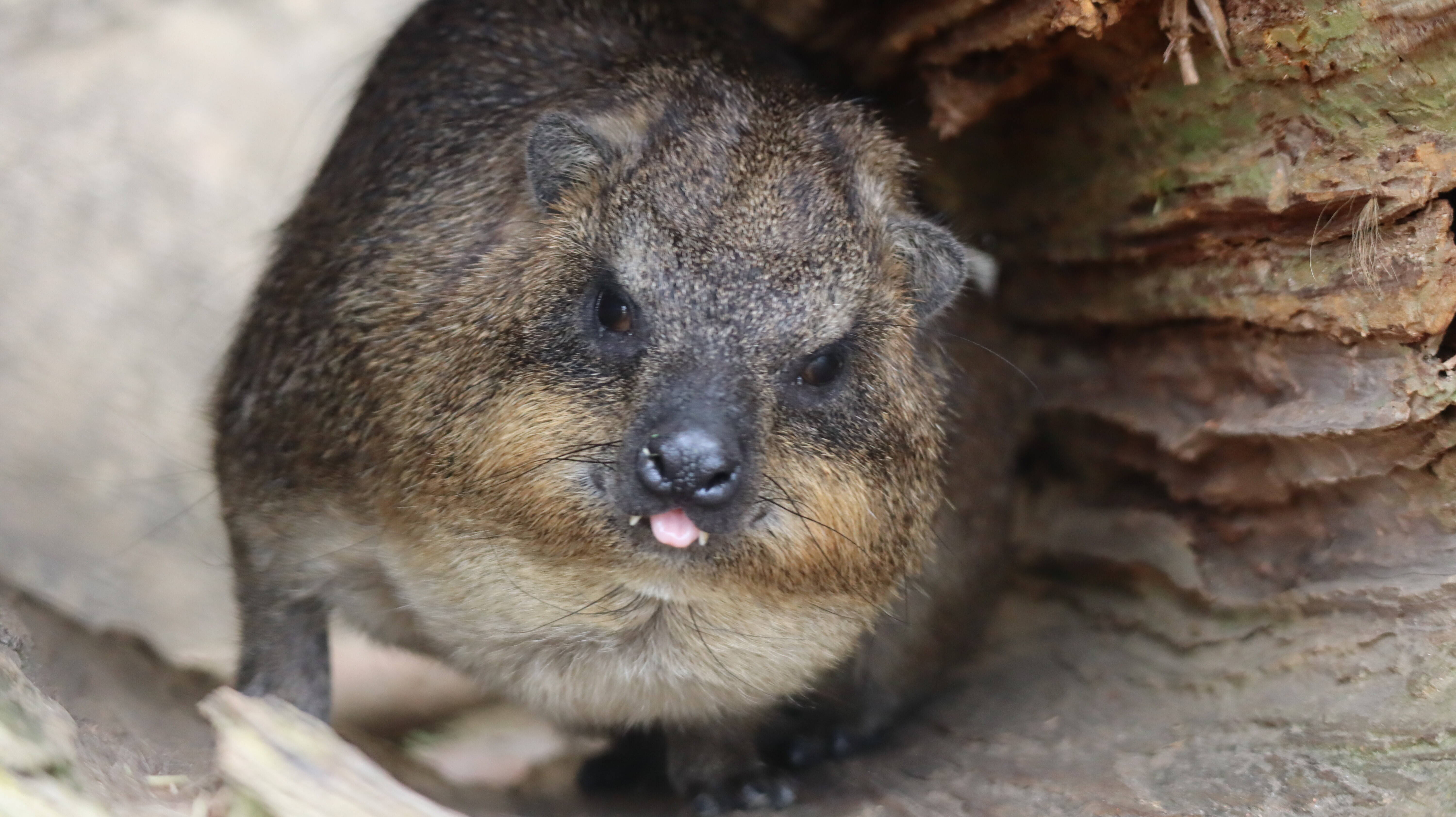 恐ろしい瞬間が撮れてしまいました アフリカのサバンナ ズーラシア よこはま動物園ズーラシア公式サイト 公益財団法人 横浜市緑の協会