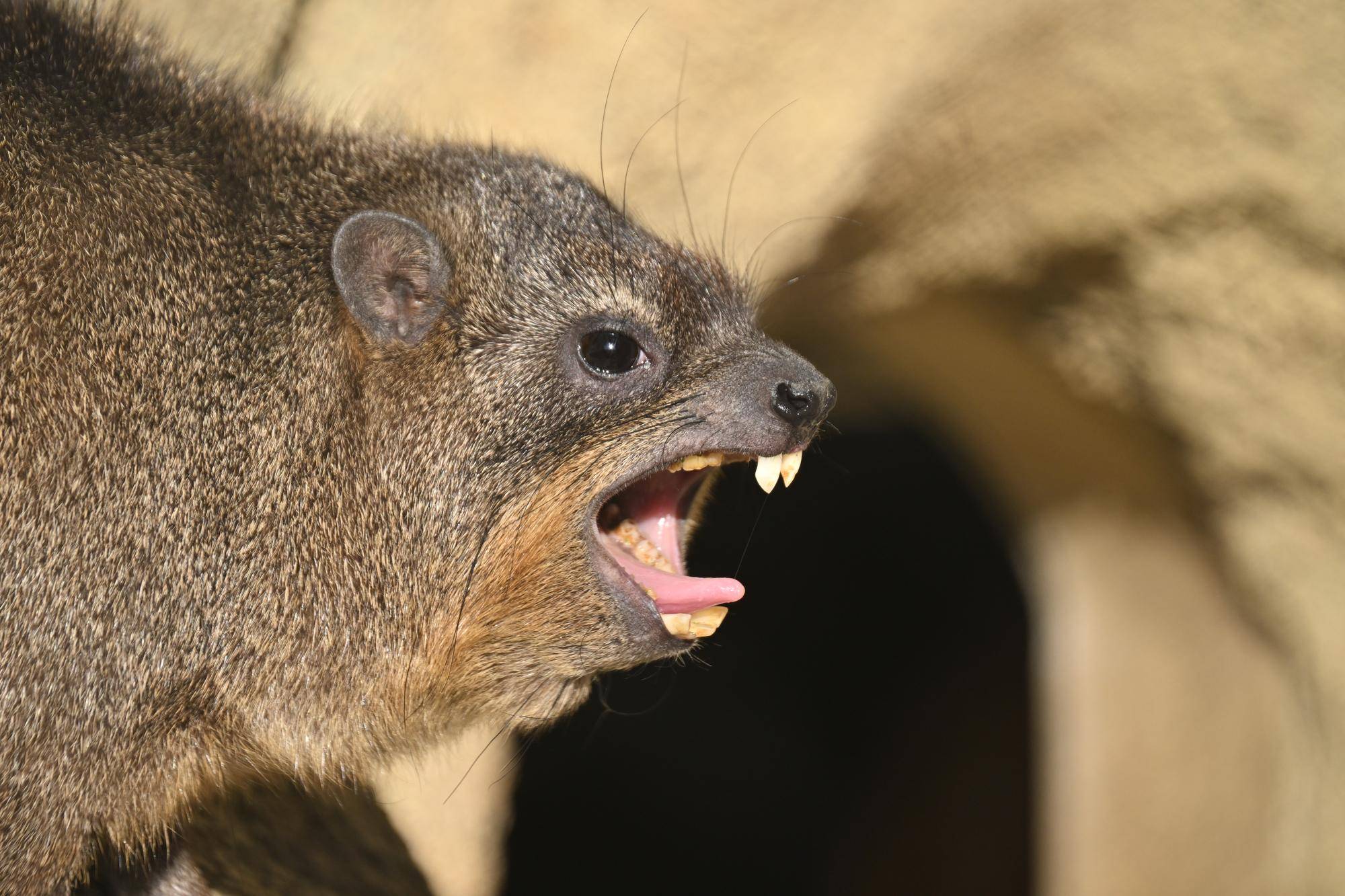 ケーキ群れ入り