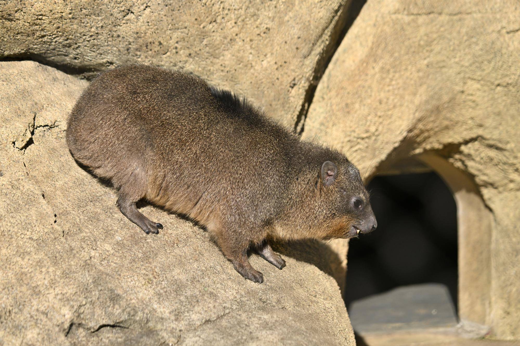 ケーキ群れ入り