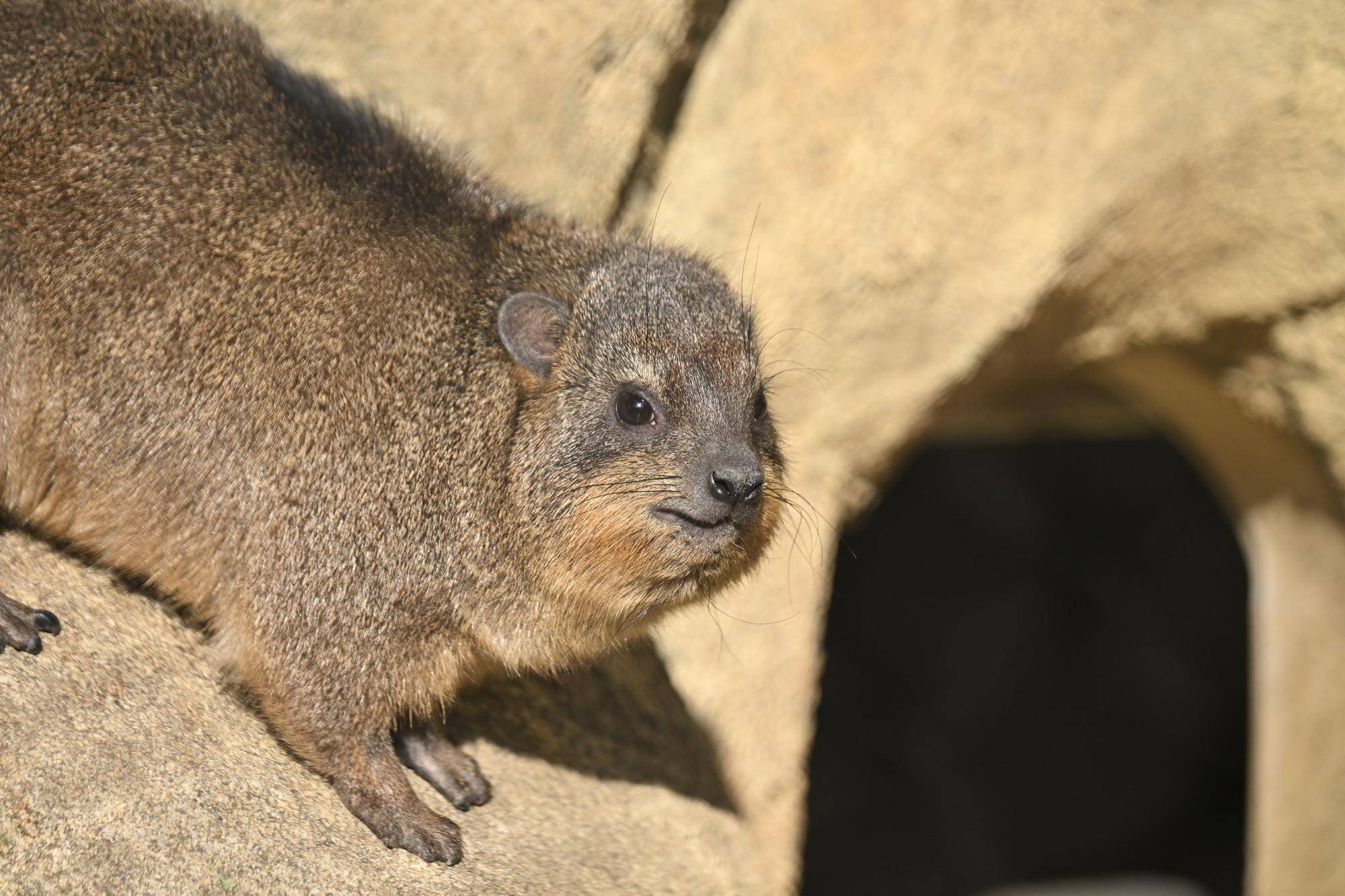 ケーキ群れ入り