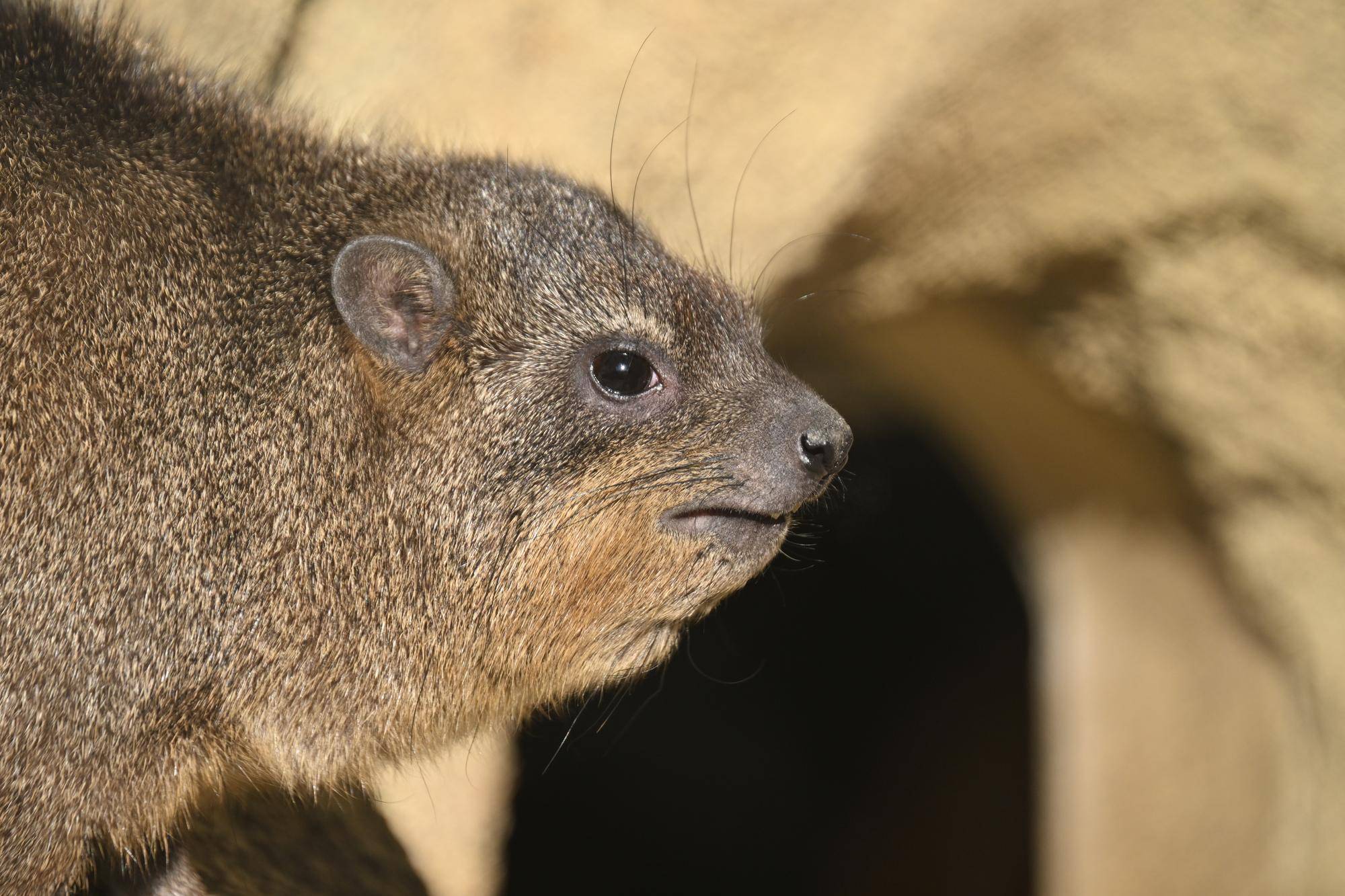 ケーキ群れ入り
