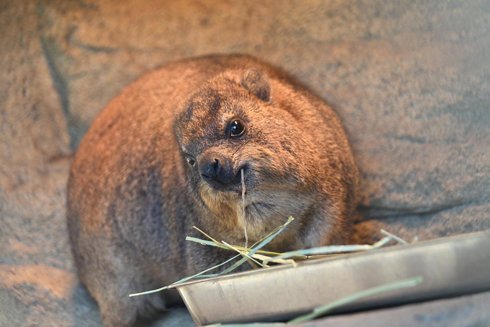 ケーキ群れ入り