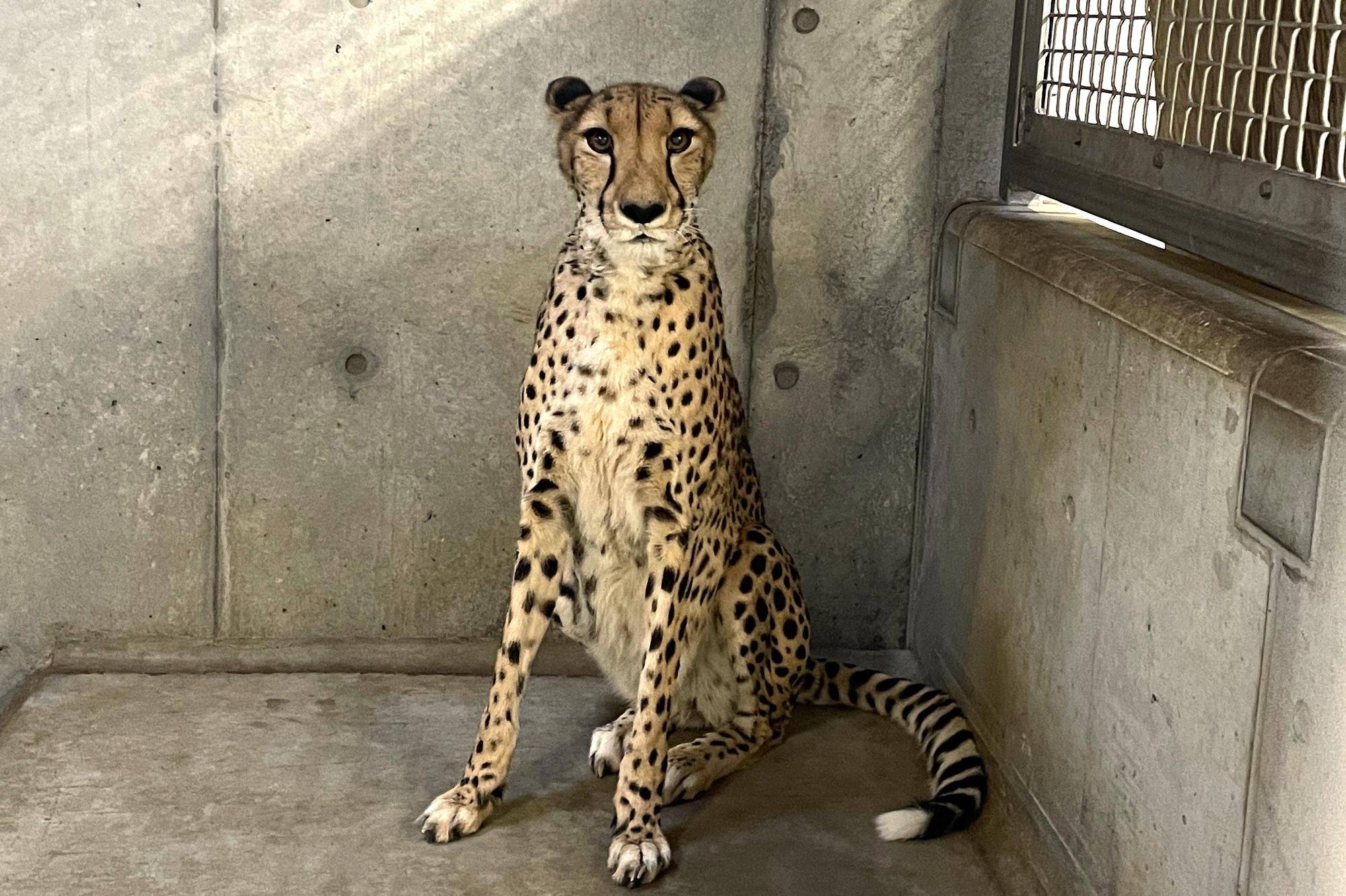 チーターラン 頑張ったサハラ.jpg