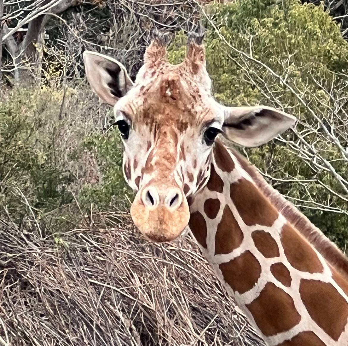 雪ハイラックス