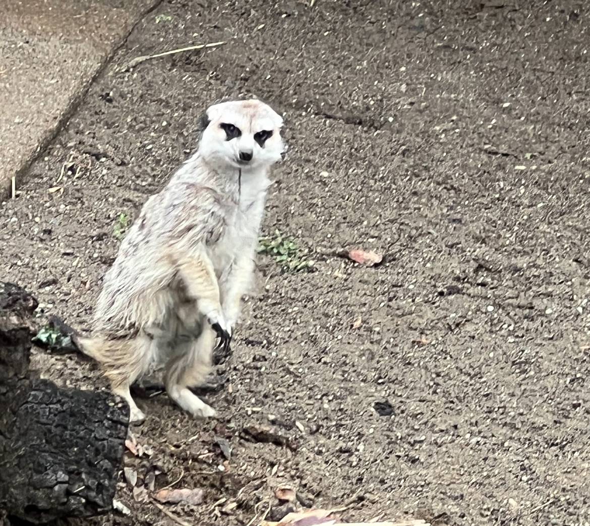 雪ハイラックス