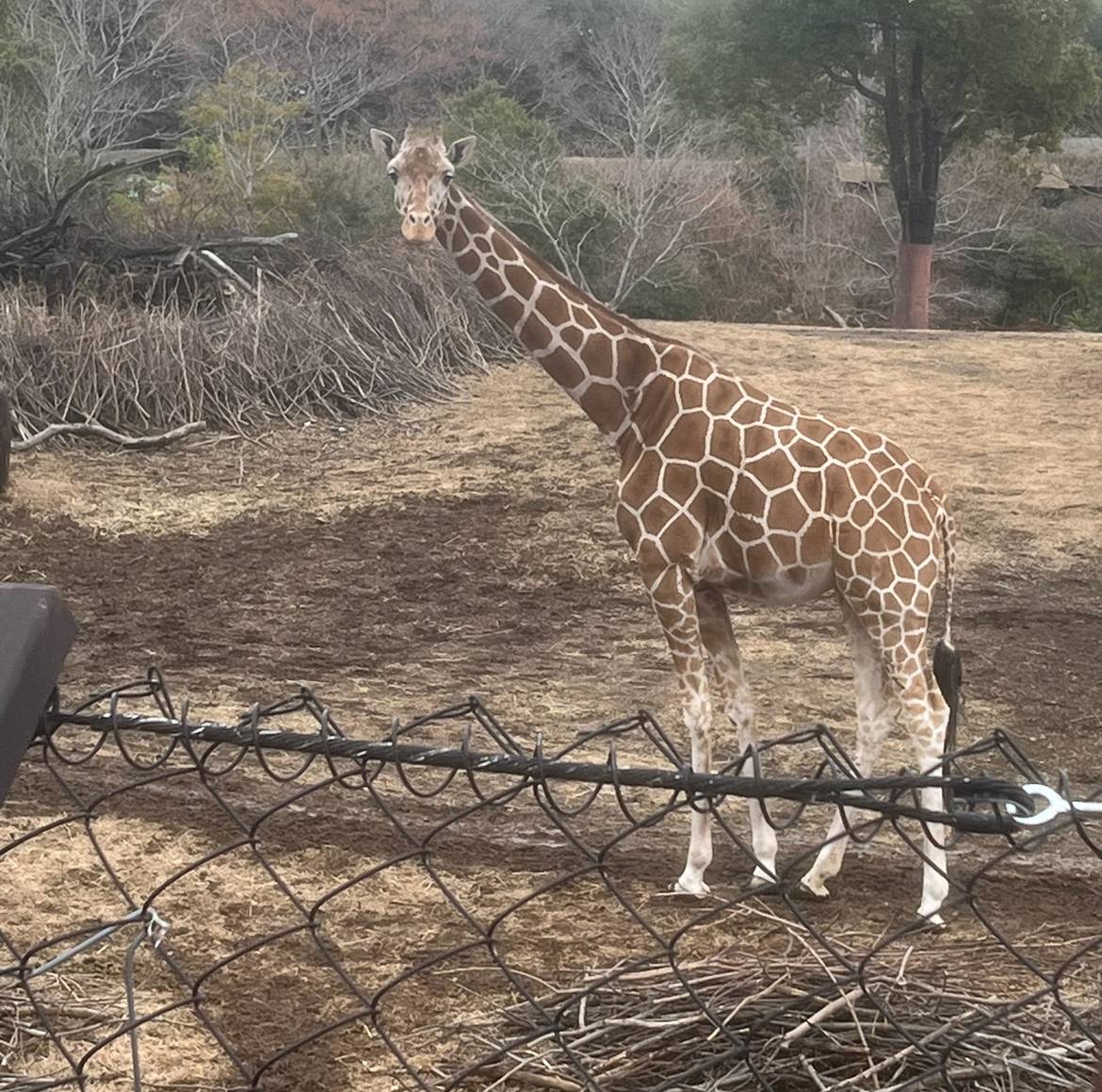 雪ハイラックス
