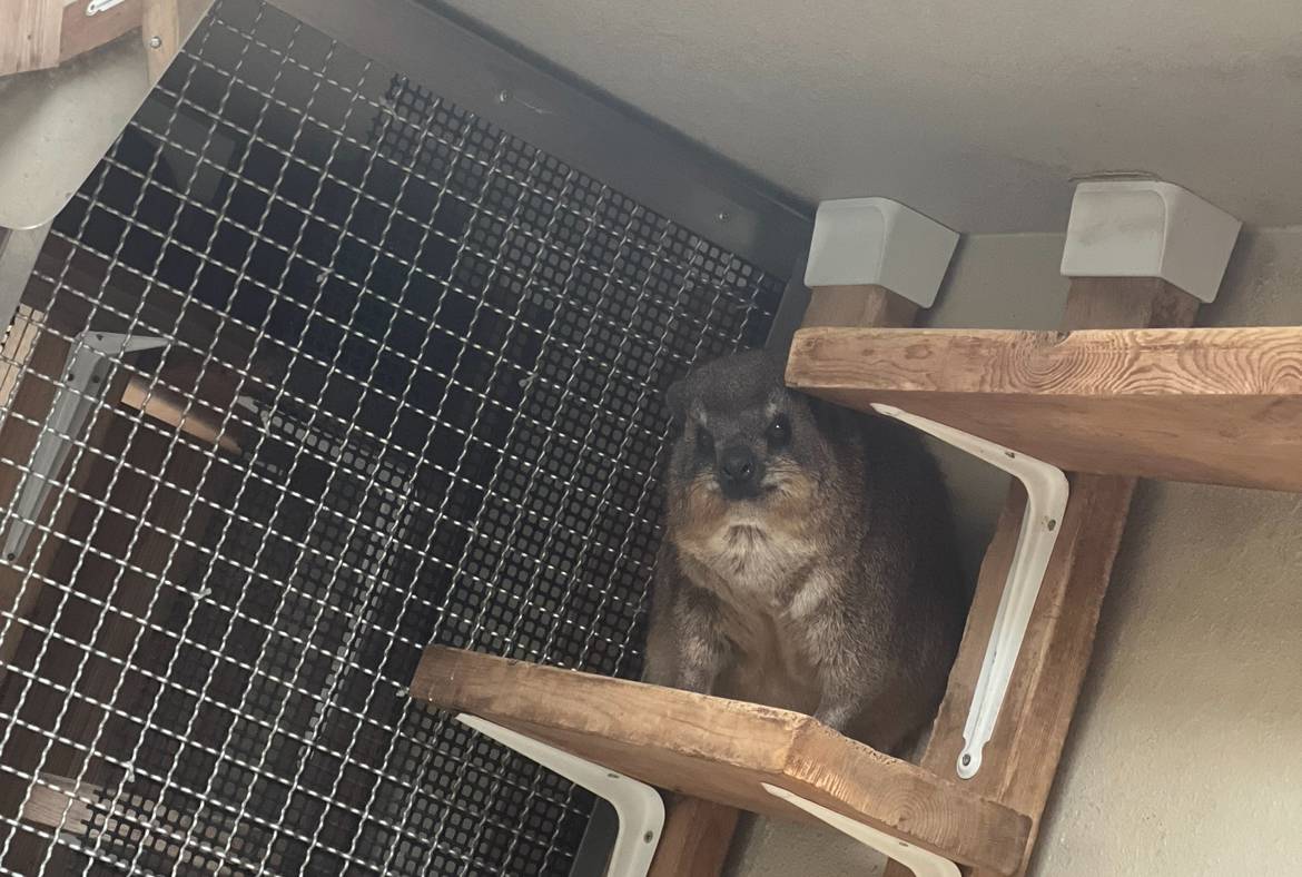 雪ハイラックス