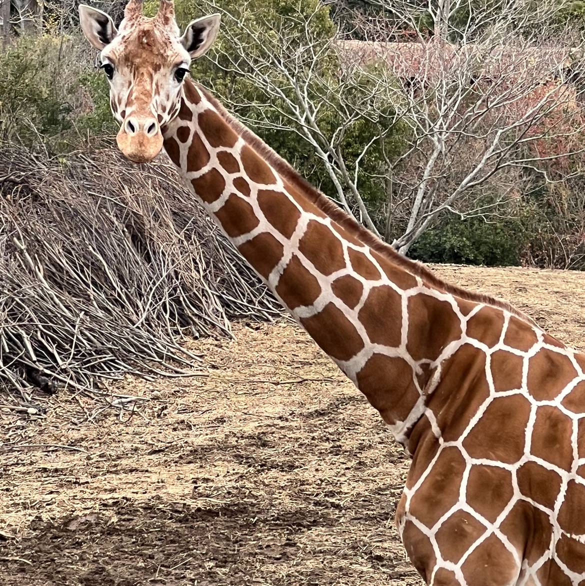 雪ハイラックス