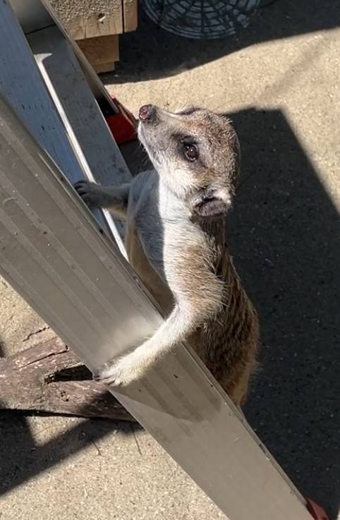 アキトはしご上る