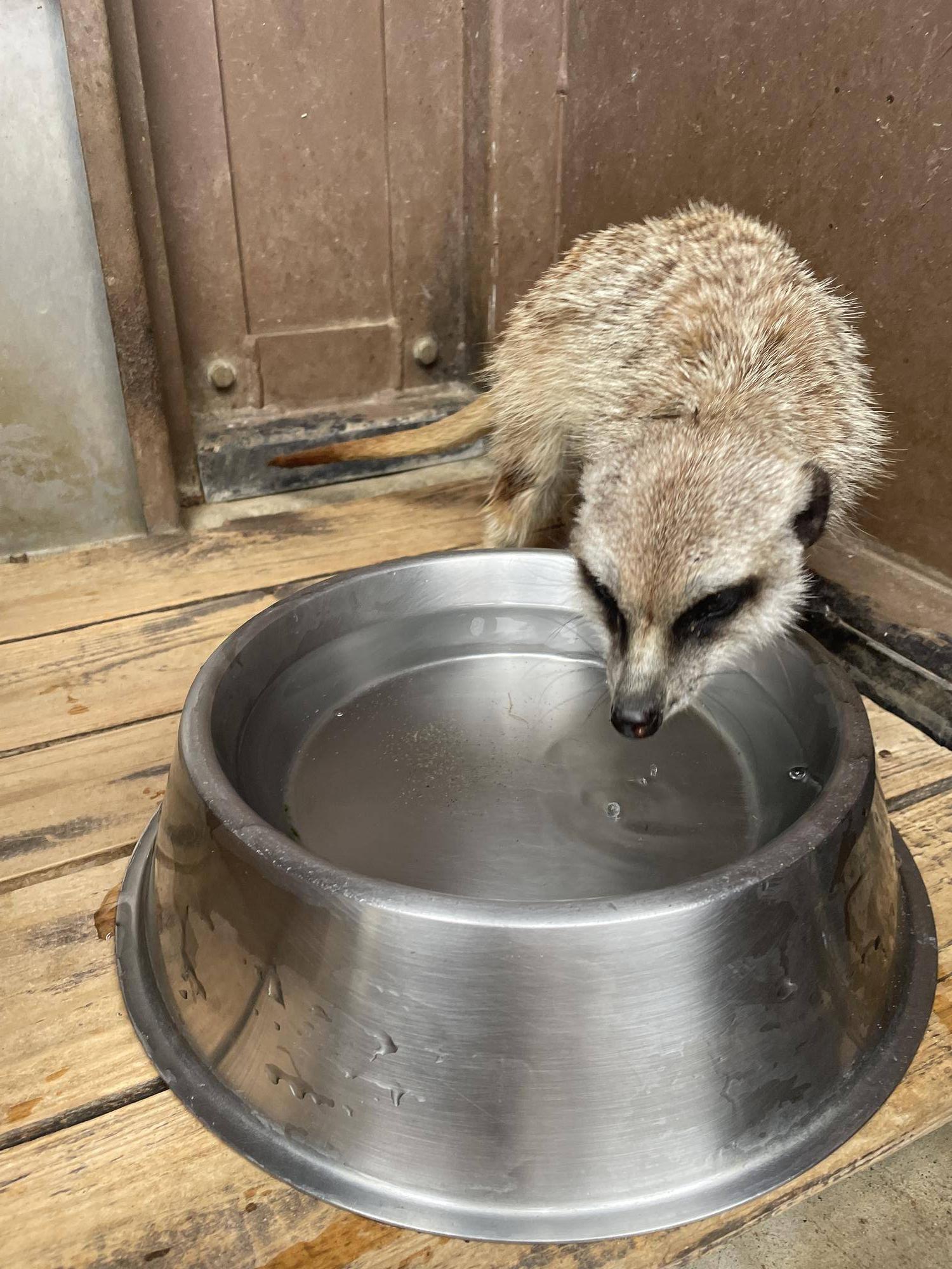 リツ なぜか新しい水が好き