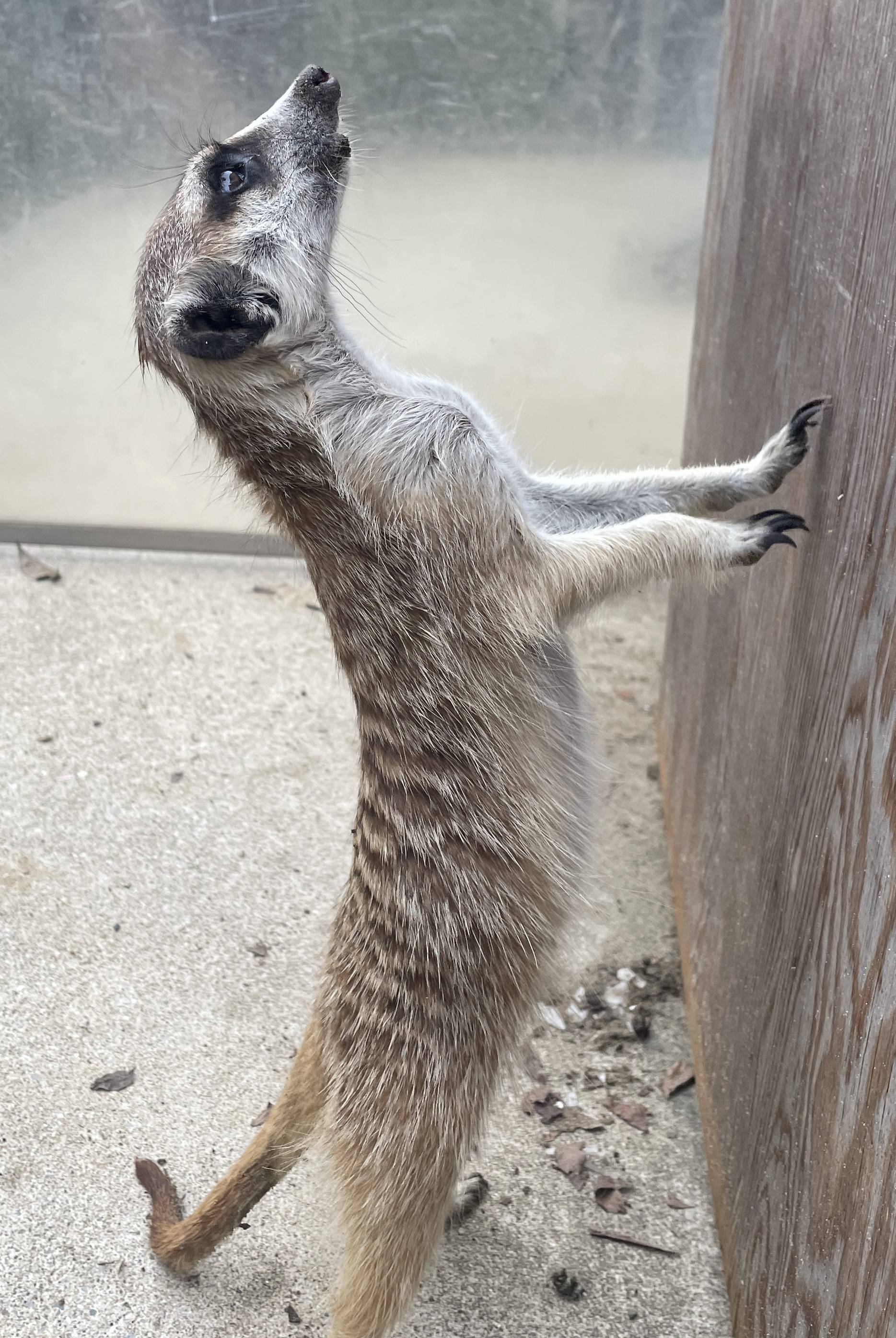 モミジ 背筋ピン超えて反る