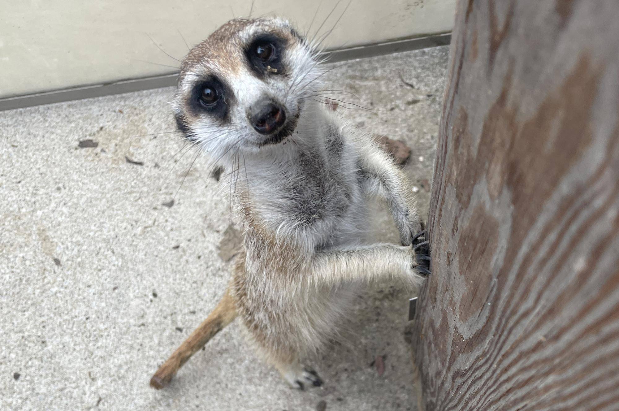 モミジ、タヌキ顔