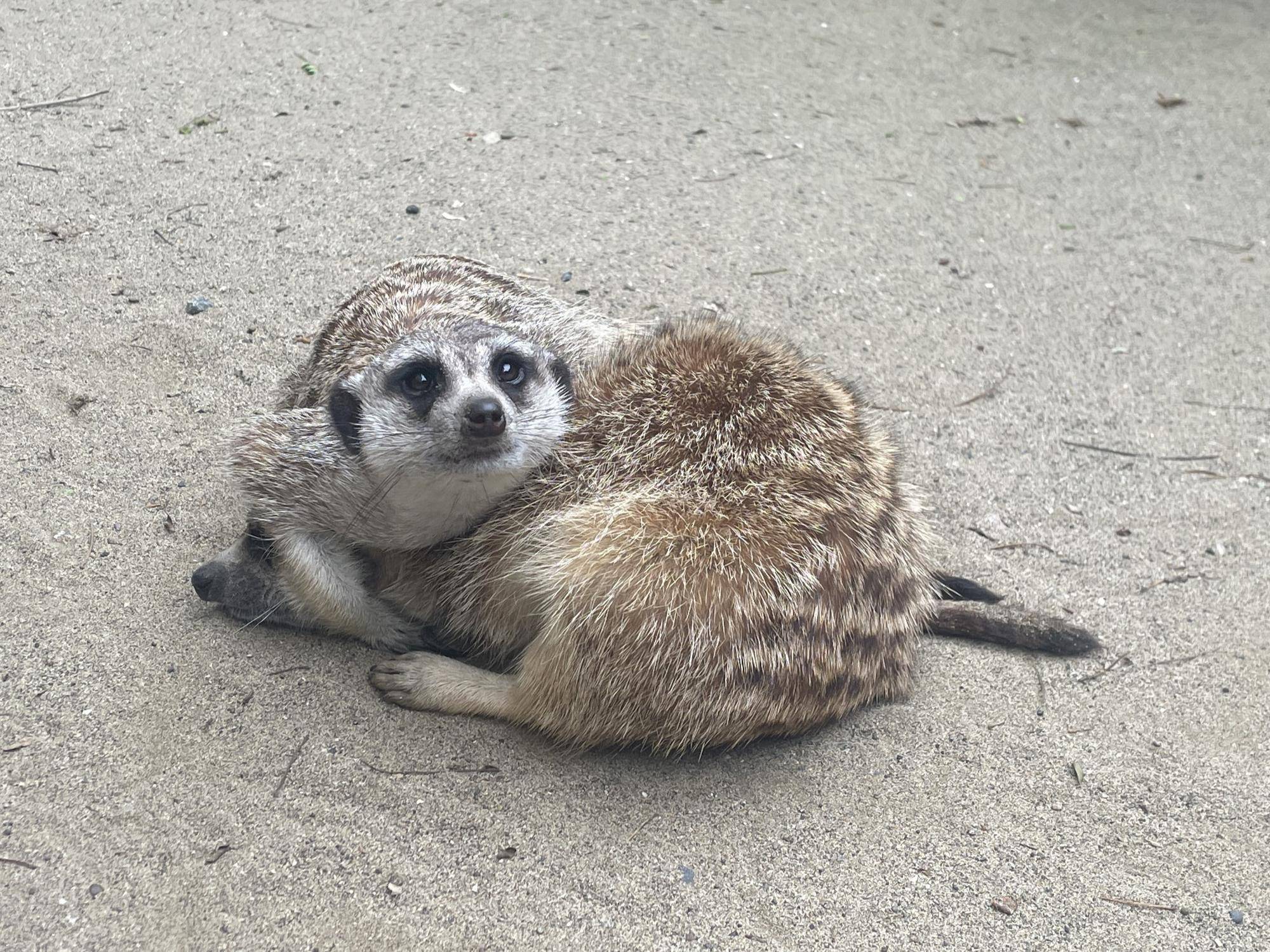 アミを守るマモル
