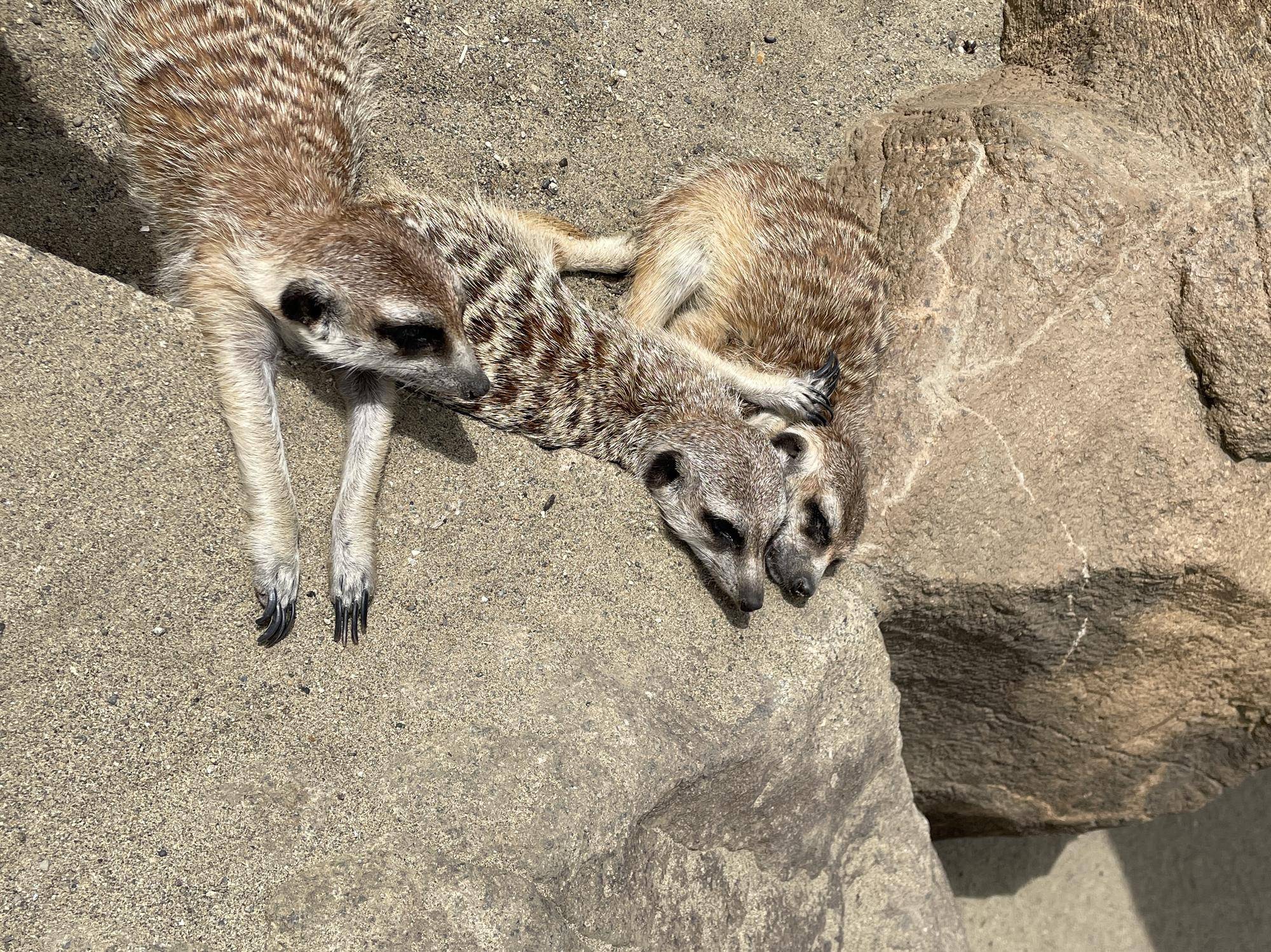 右がアミ、真ん中がマモル、左がモミジ